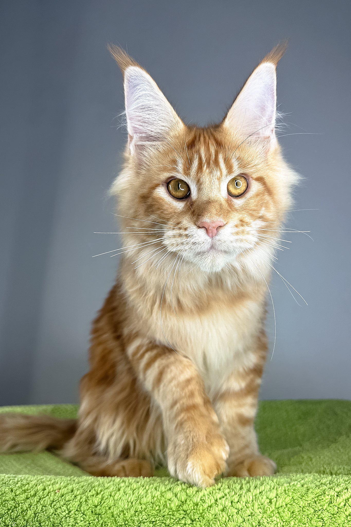Hadi | Maine Coon Kitten - Image 5