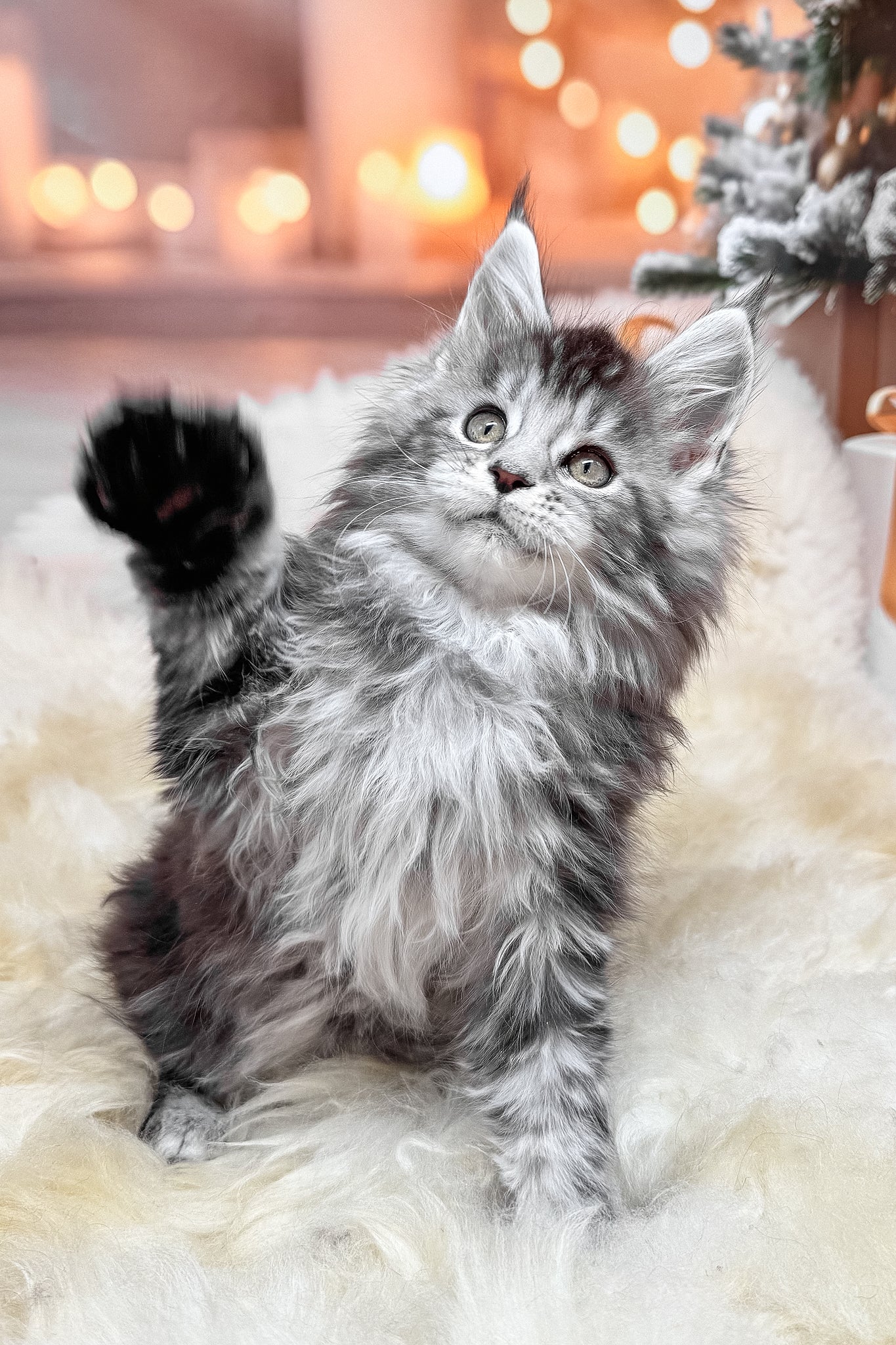 Hawk | Maine Coon Kitten - Image 2