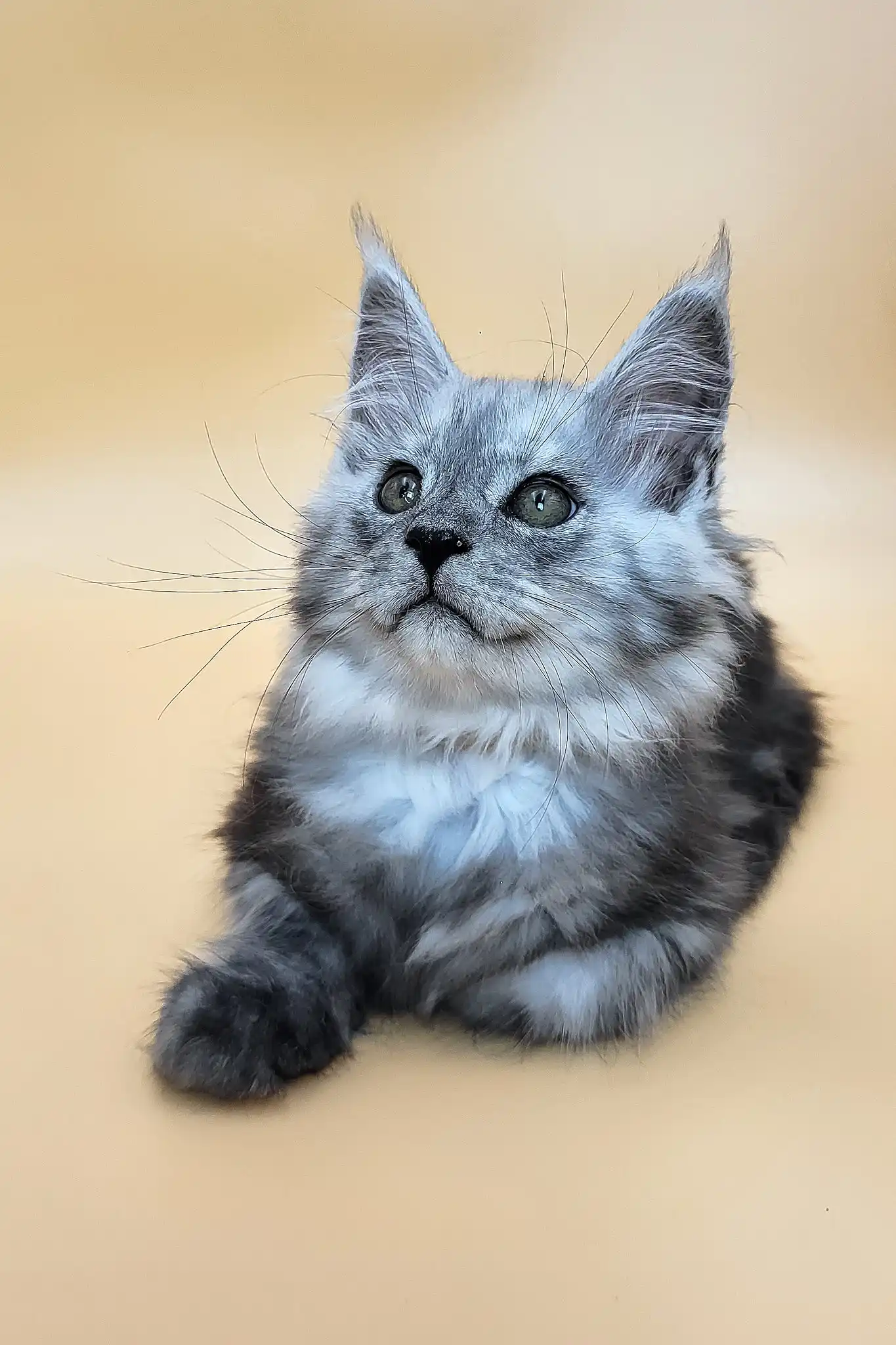 Hedwig | Maine Coon Kitten - Image 5