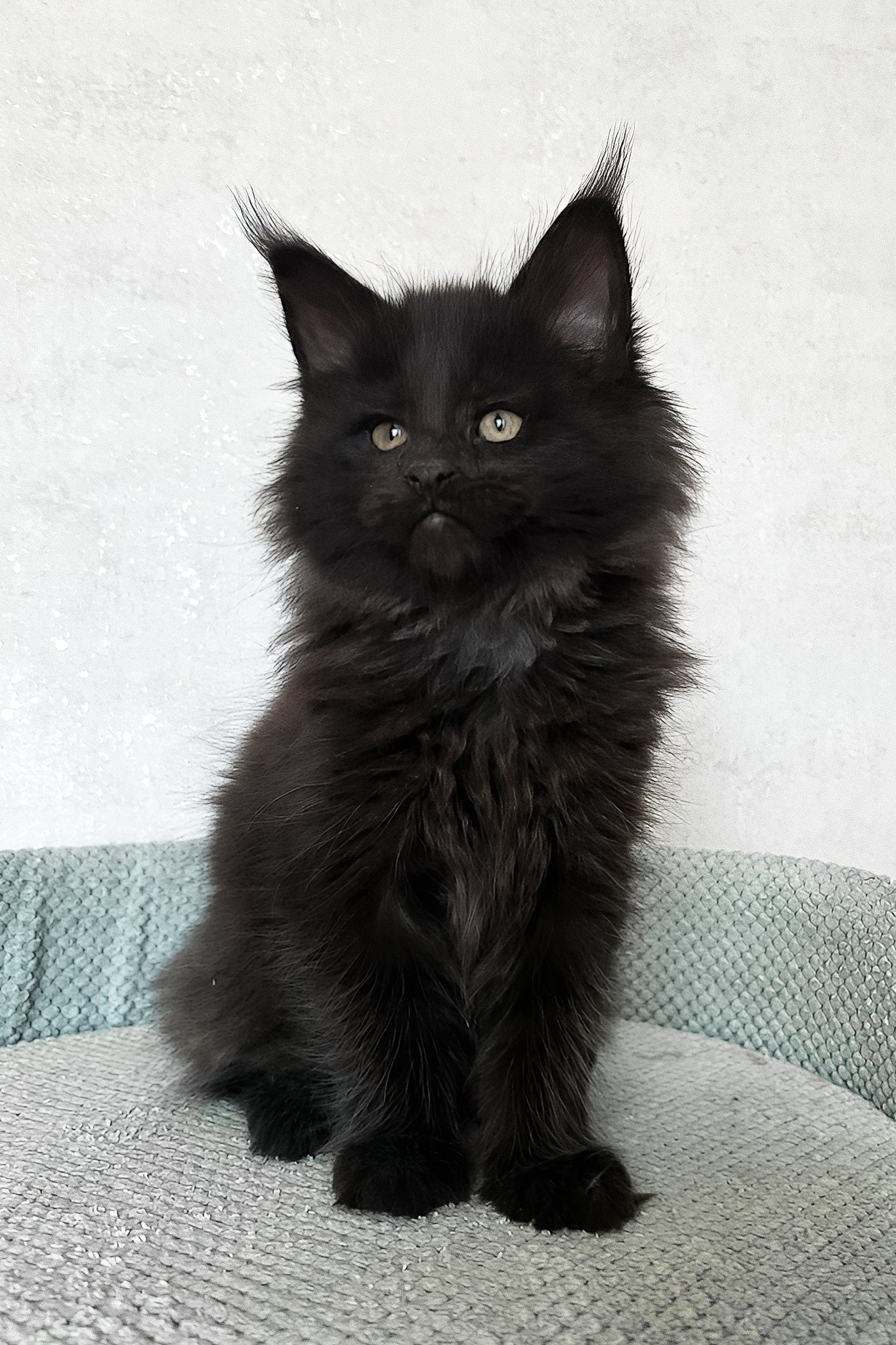 Henry | Maine Coon Kitten - Image 2