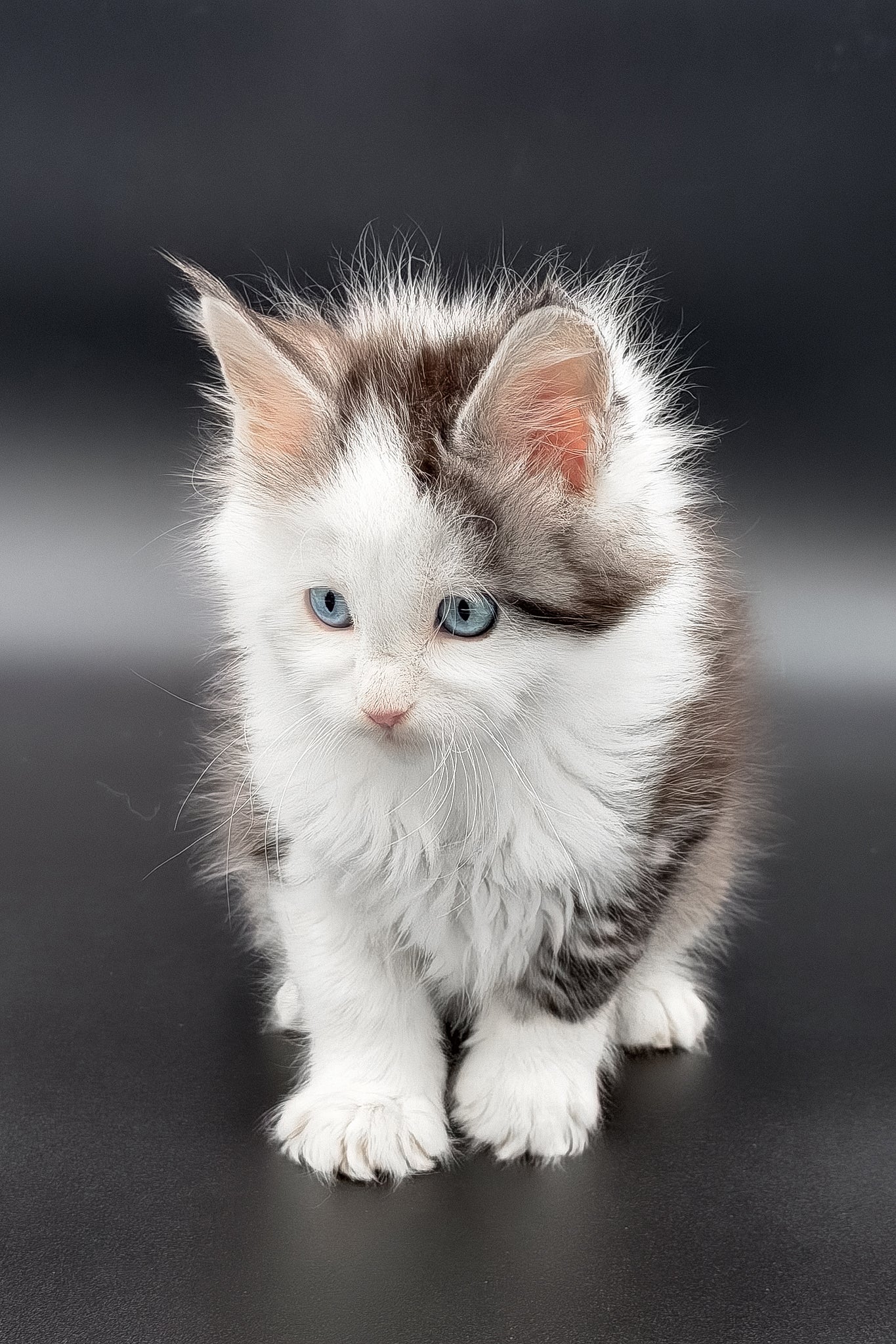 Herman | Maine Coon Kitten - Image 10