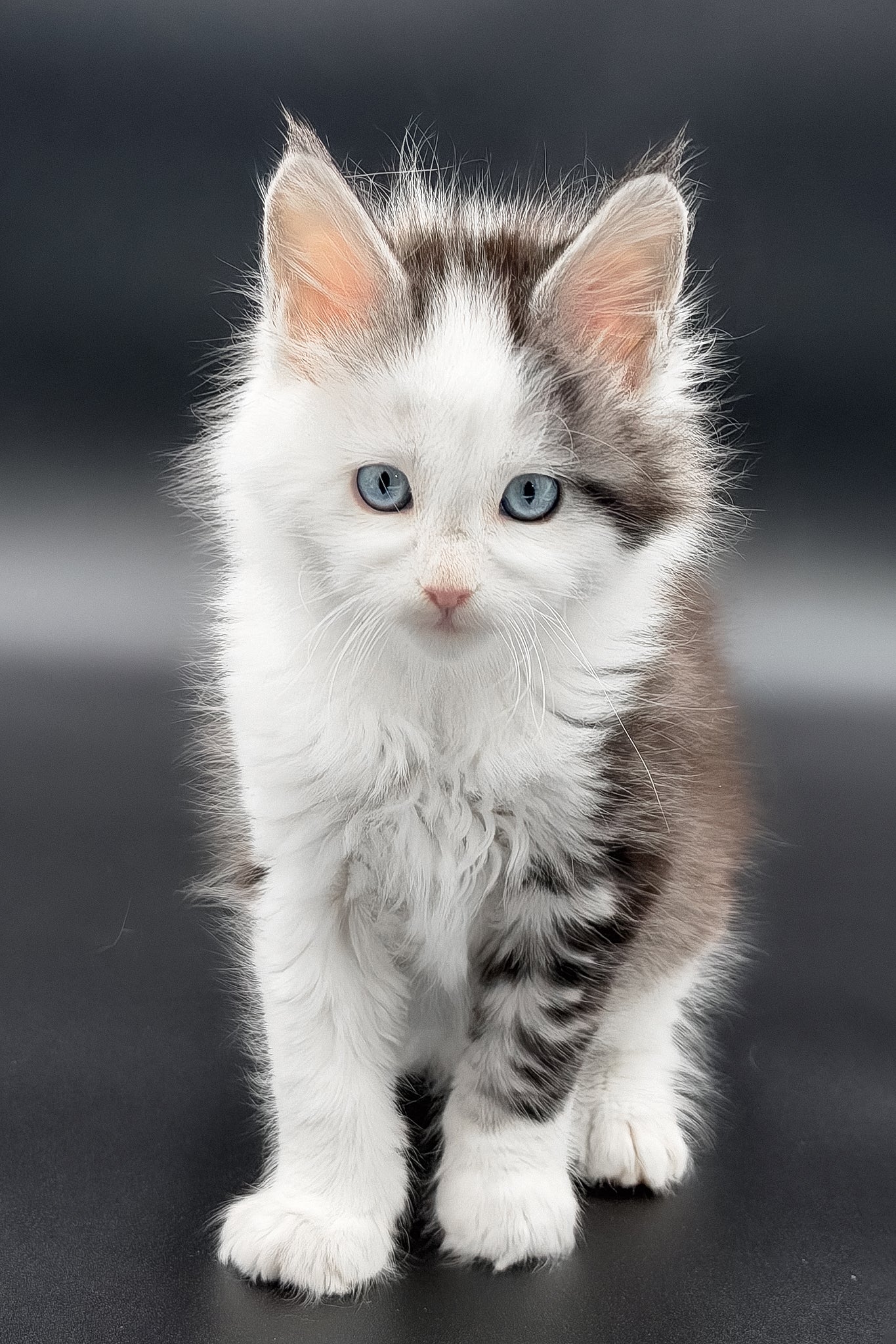 Herman | Maine Coon Kitten - Image 11