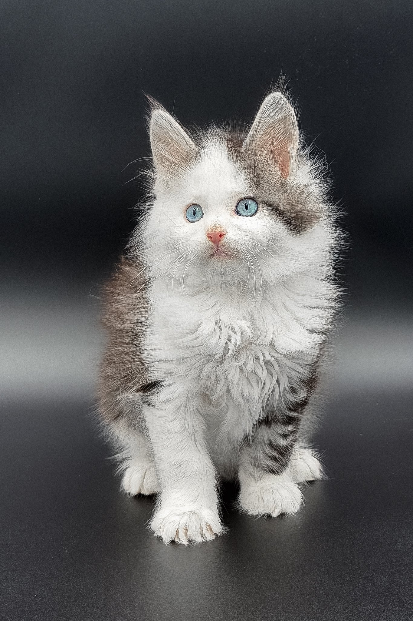 Herman | Maine Coon Kitten - Image 8