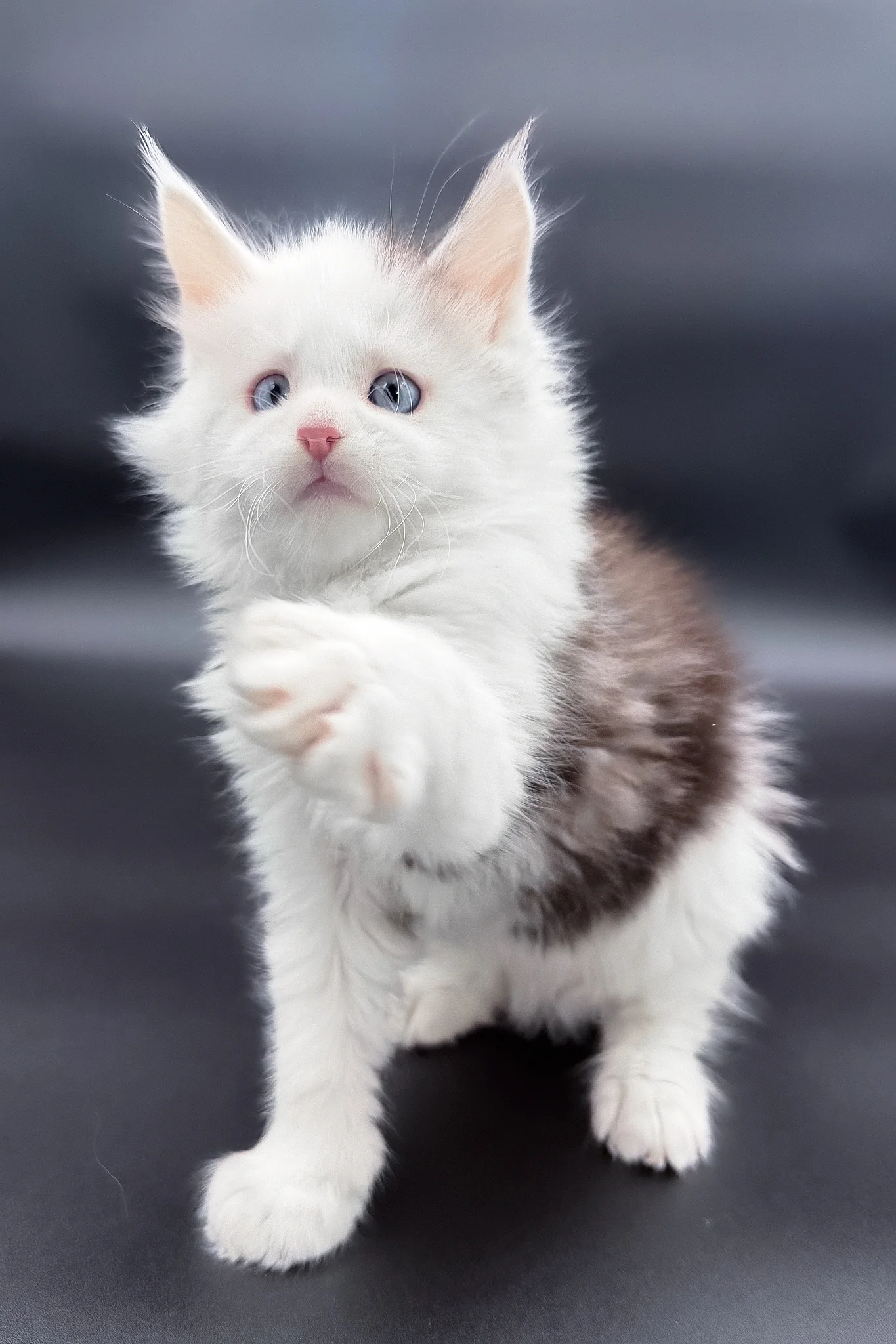 Hermes | Maine Coon Kitten - Image 5