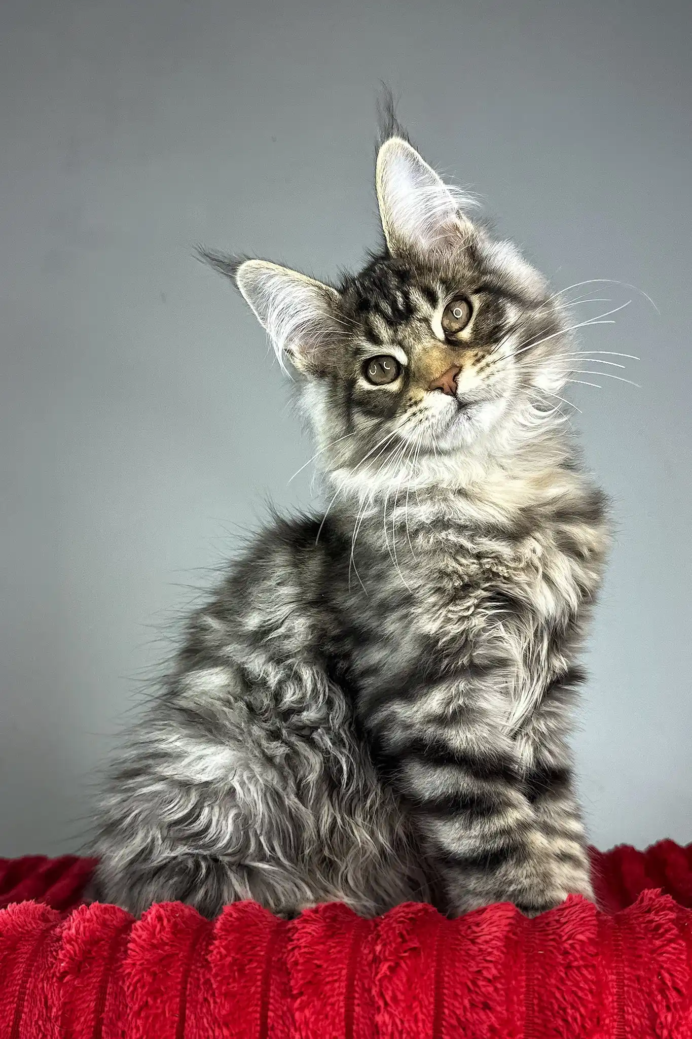 Hip-Hop | Maine Coon Kitten - Image 5