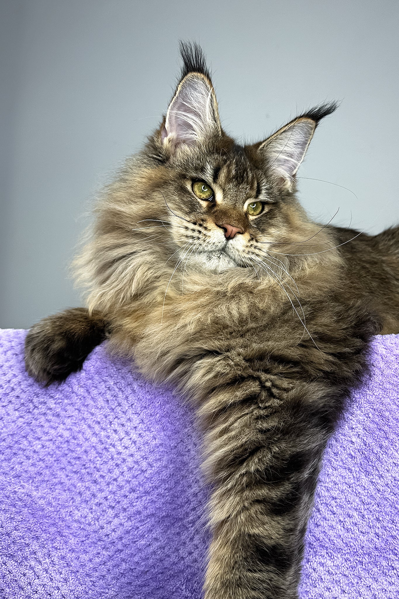 Honey Tiger | Maine Coon Kitten - Image 3