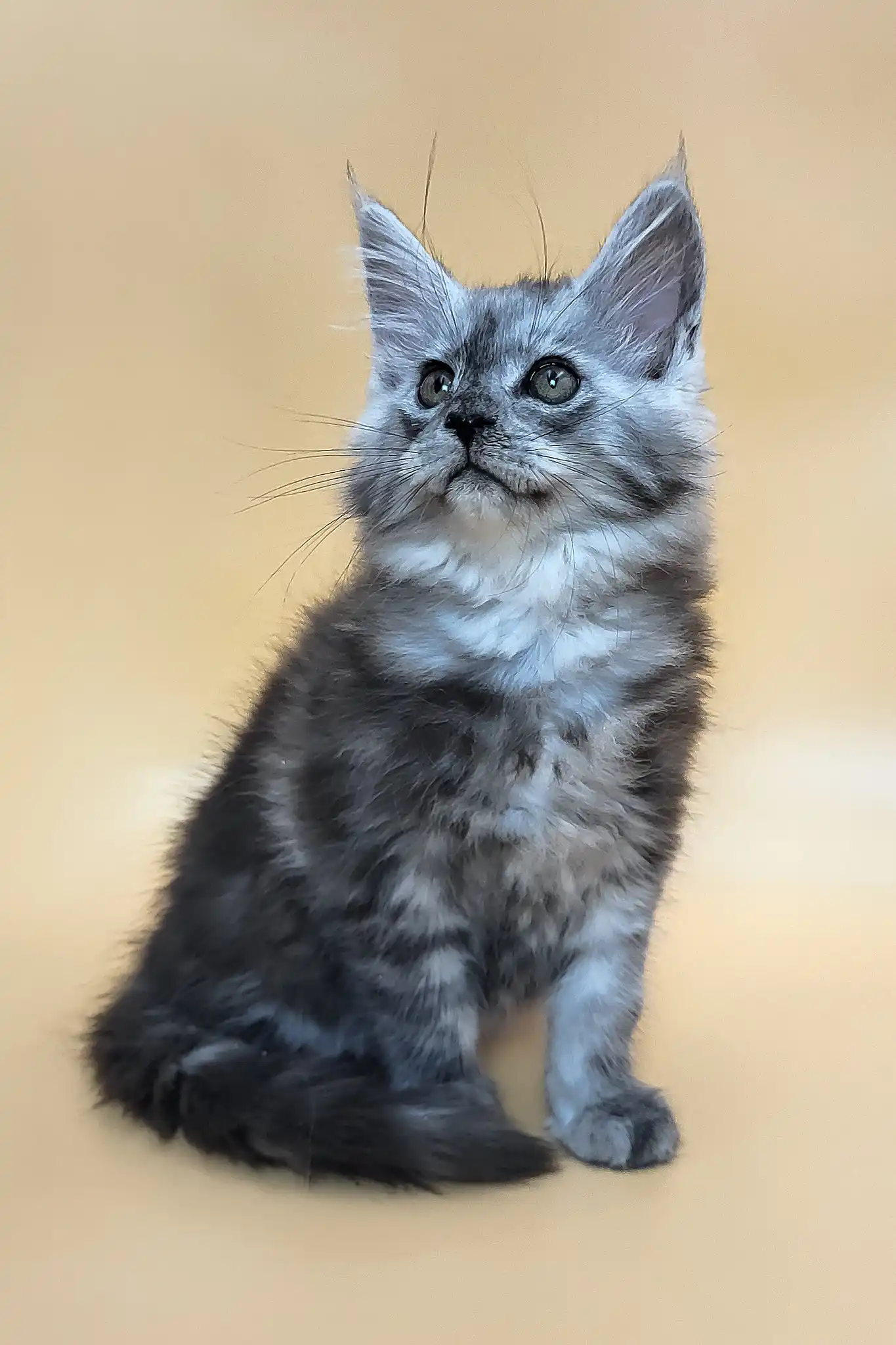 Huch | Maine Coon Kitten - Image 5