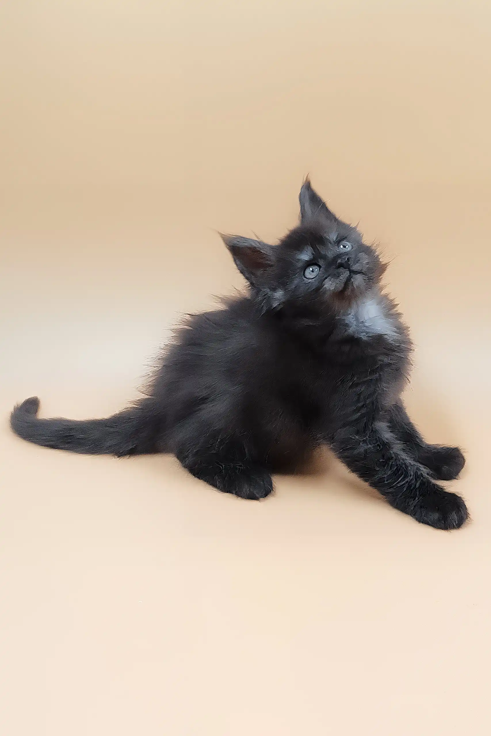 Hunter | Maine Coon Kitten - Image 2