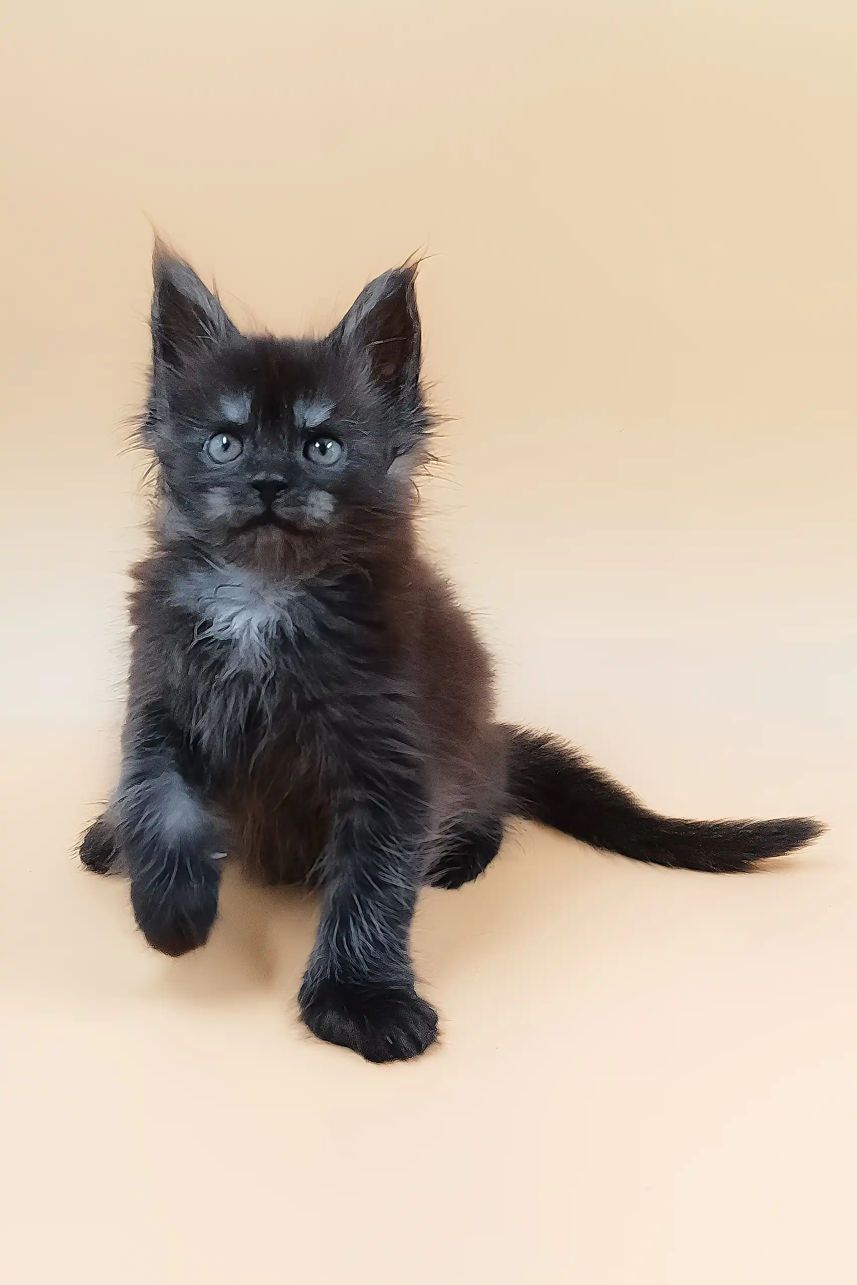 Hunter | Maine Coon Kitten - Image 4