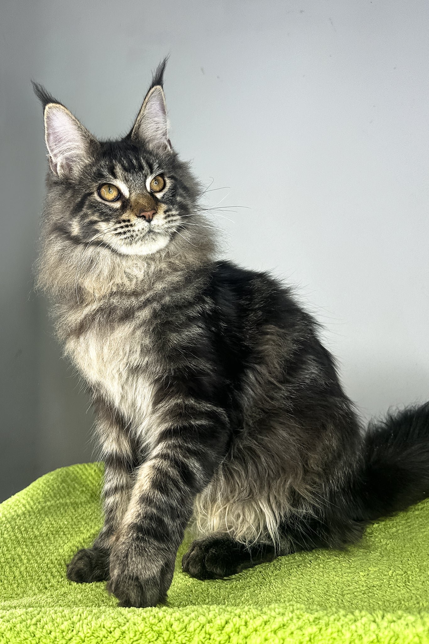 Icarus | Maine Coon Kitten - Image 8