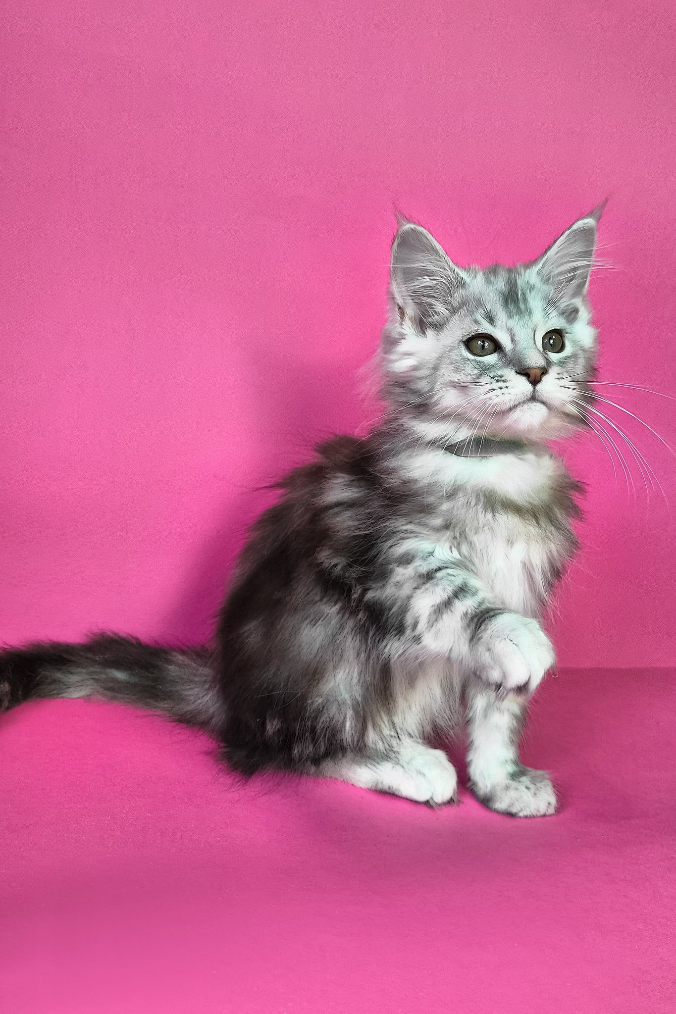 Ikar | Maine Coon Kitten - Image 2