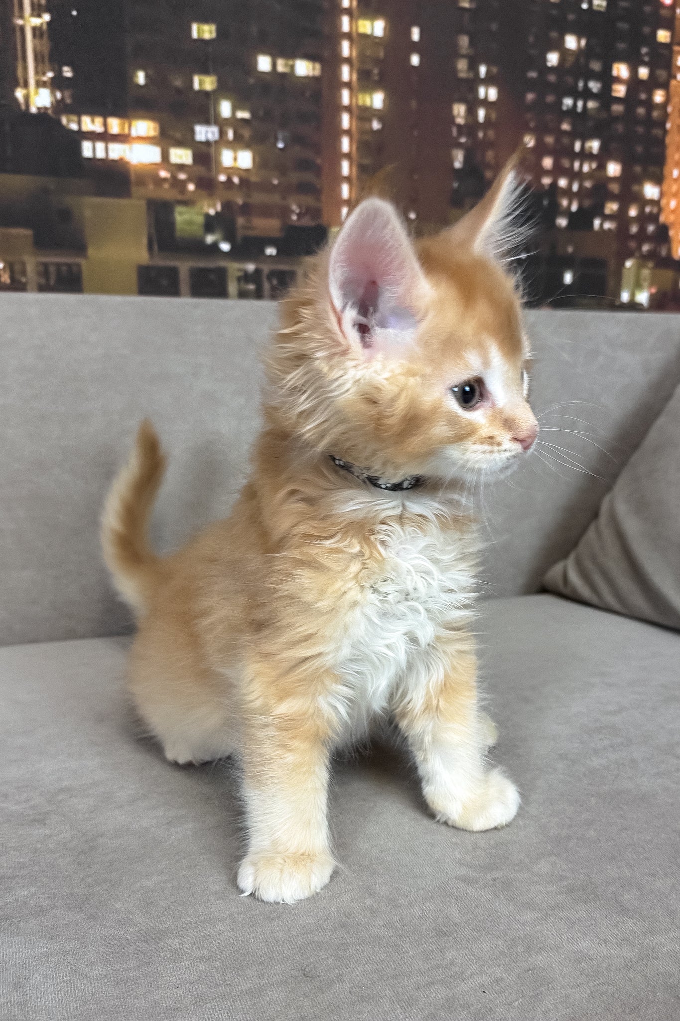 Ike | Maine Coon Kitten - Image 3