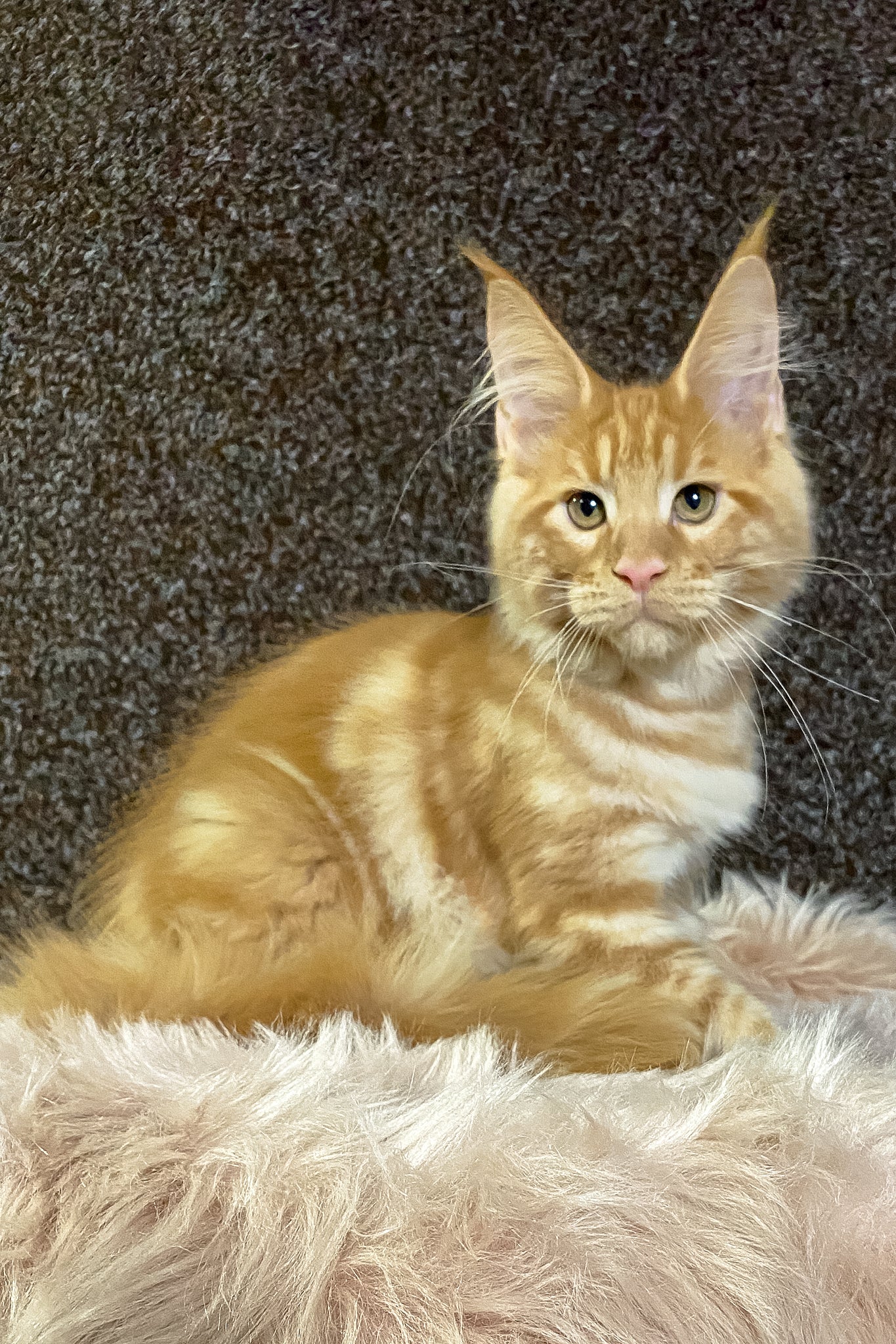 Illarion | Maine Coon Kitten - Image 10