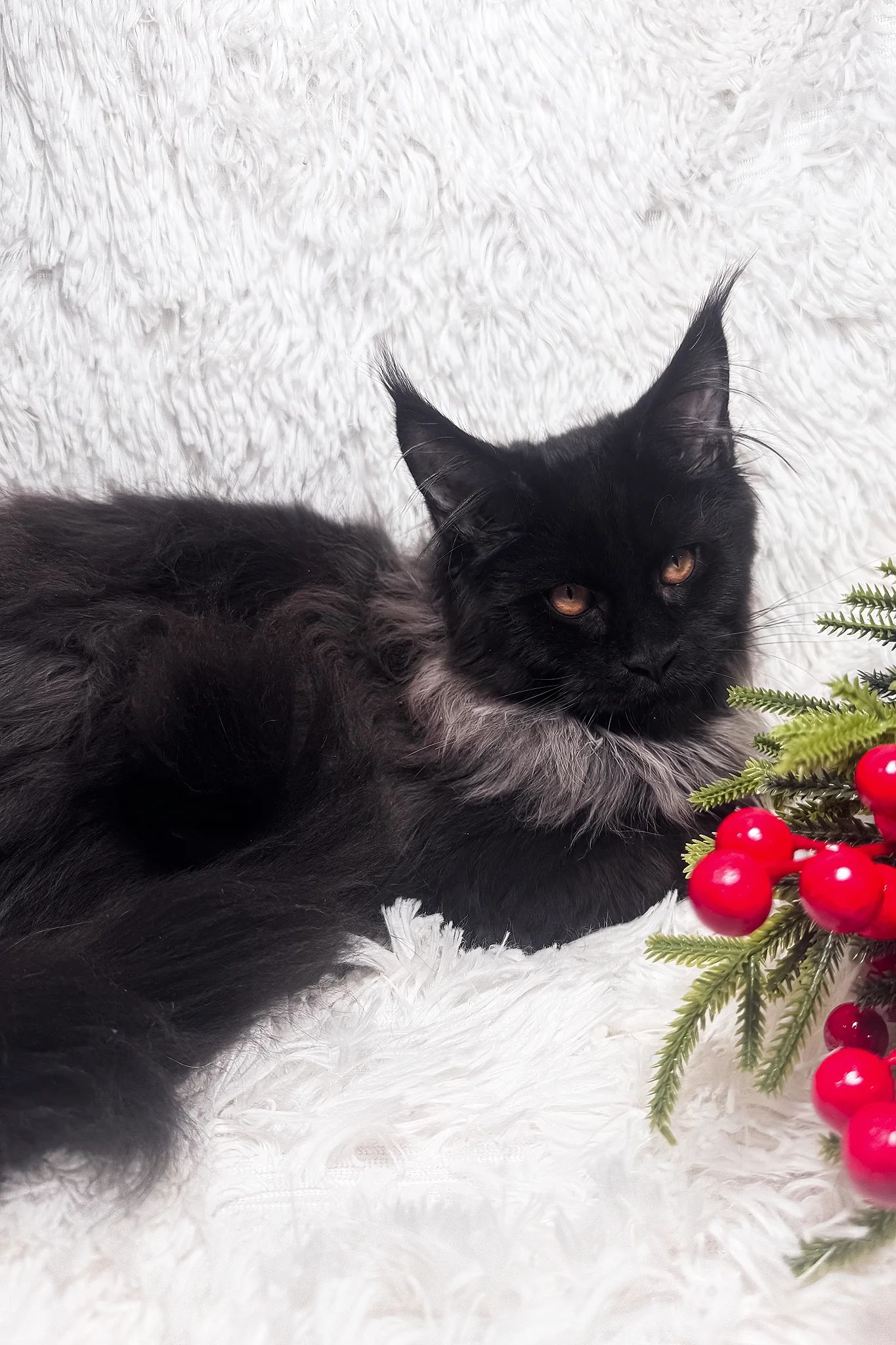 Indie | Maine Coon Kitten - Image 4