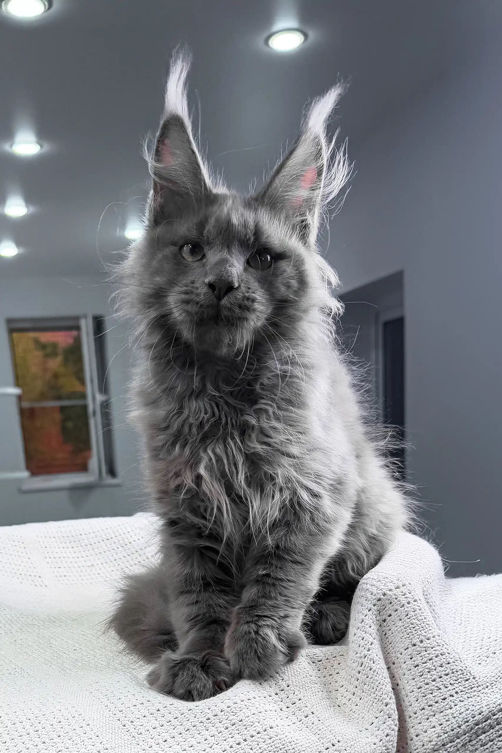 Insider | Maine Coon Kitten - Image 3