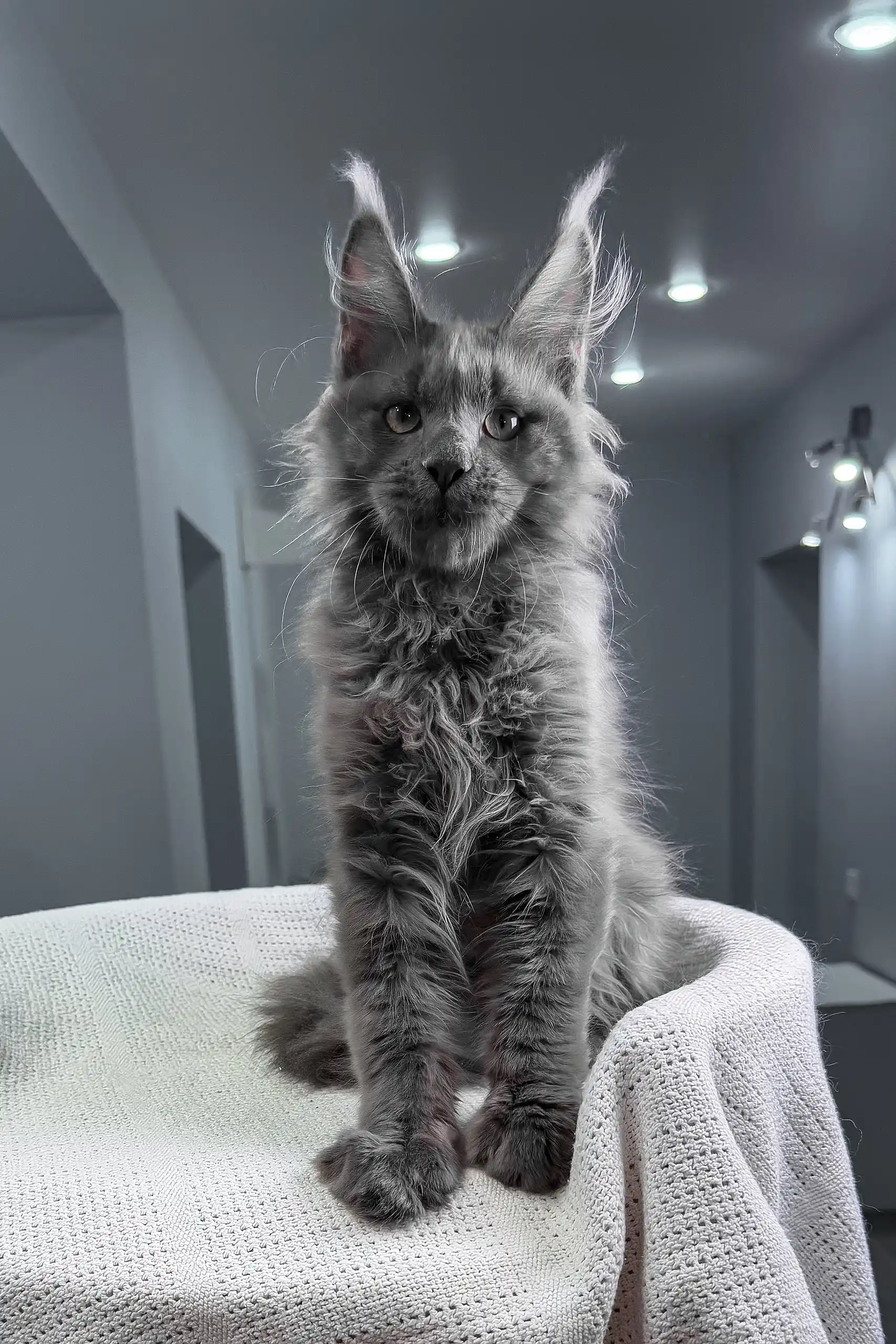 Insider | Maine Coon Kitten - Image 4