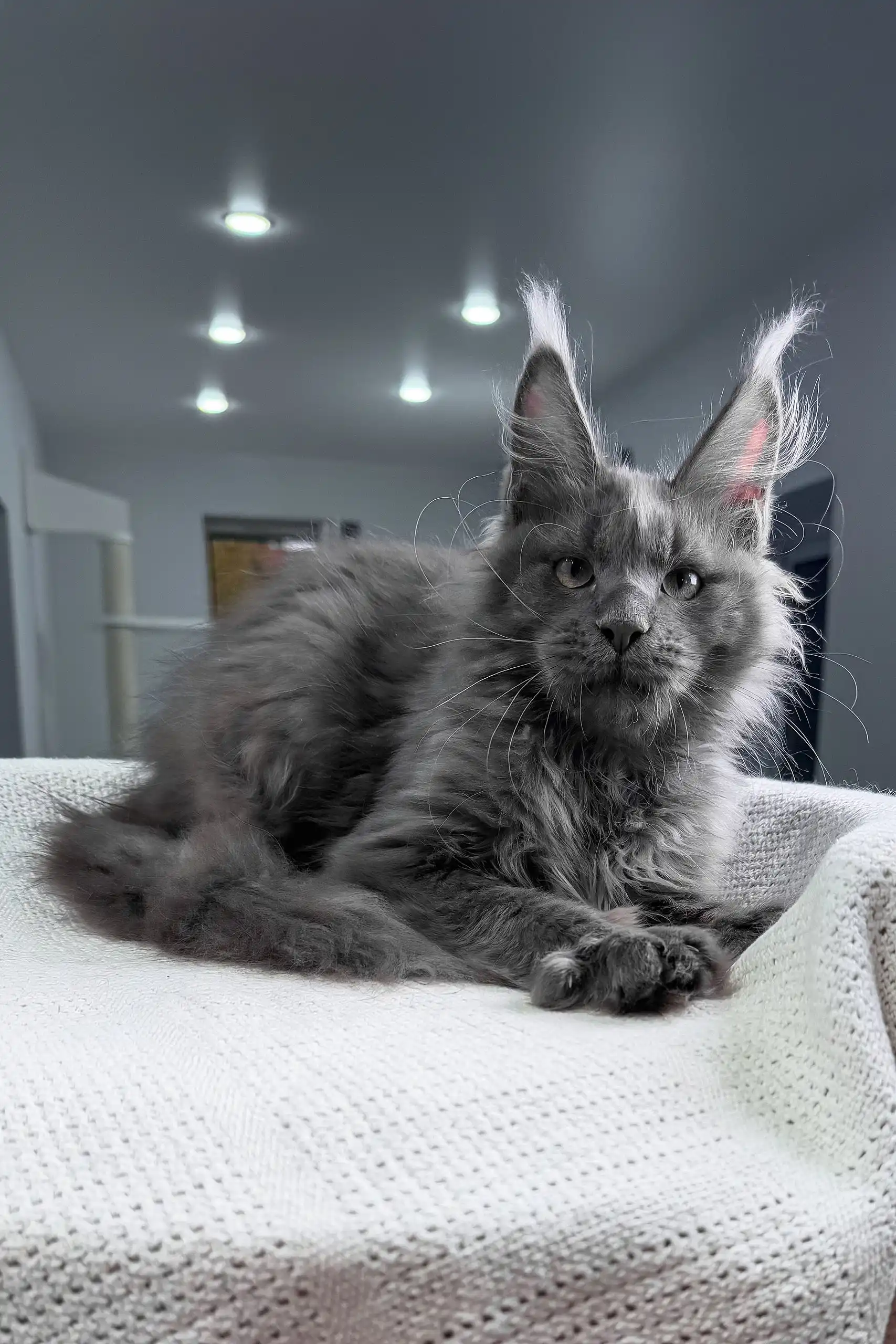 Insider | Maine Coon Kitten - Image 5