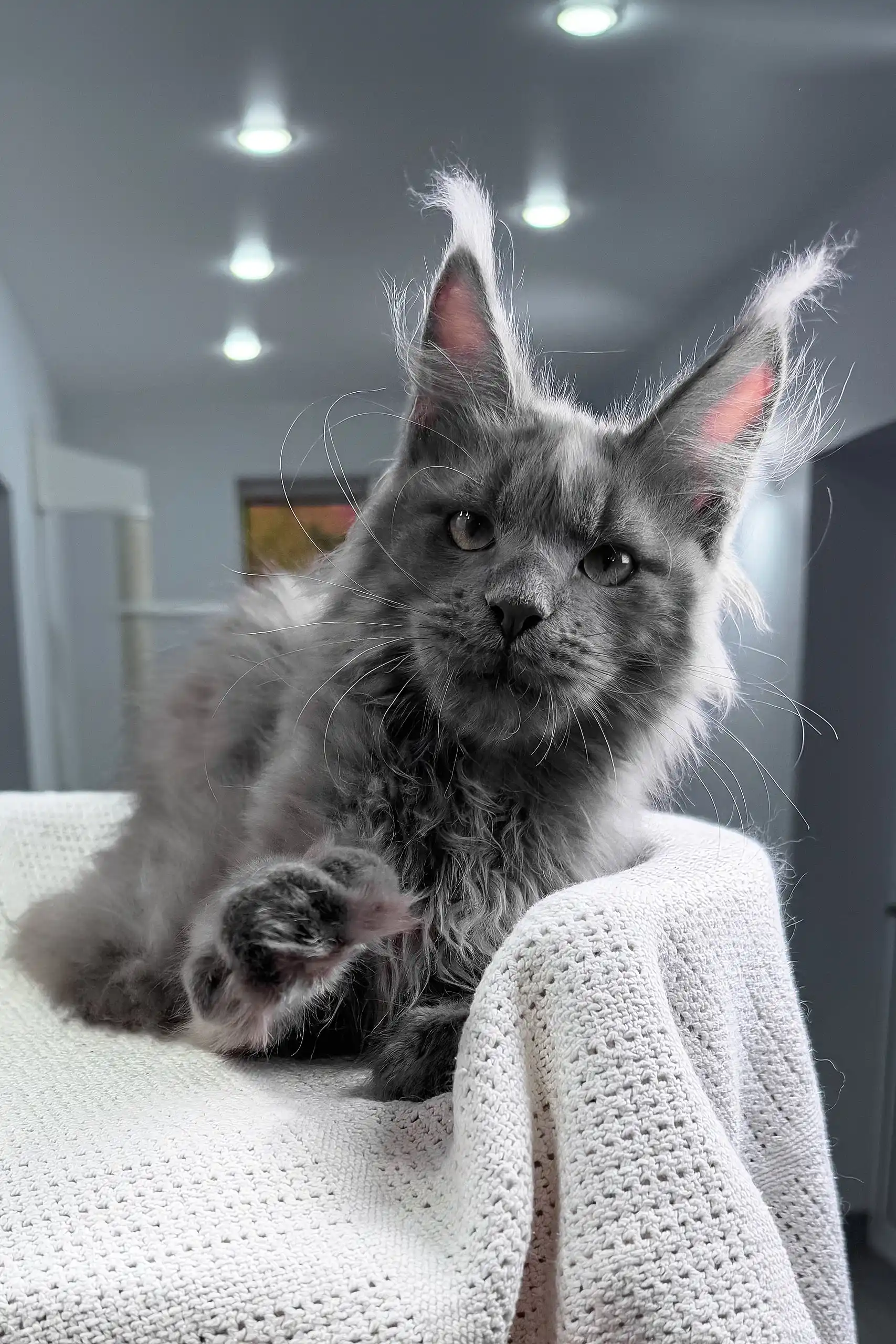 Insider | Maine Coon Kitten - Image 8