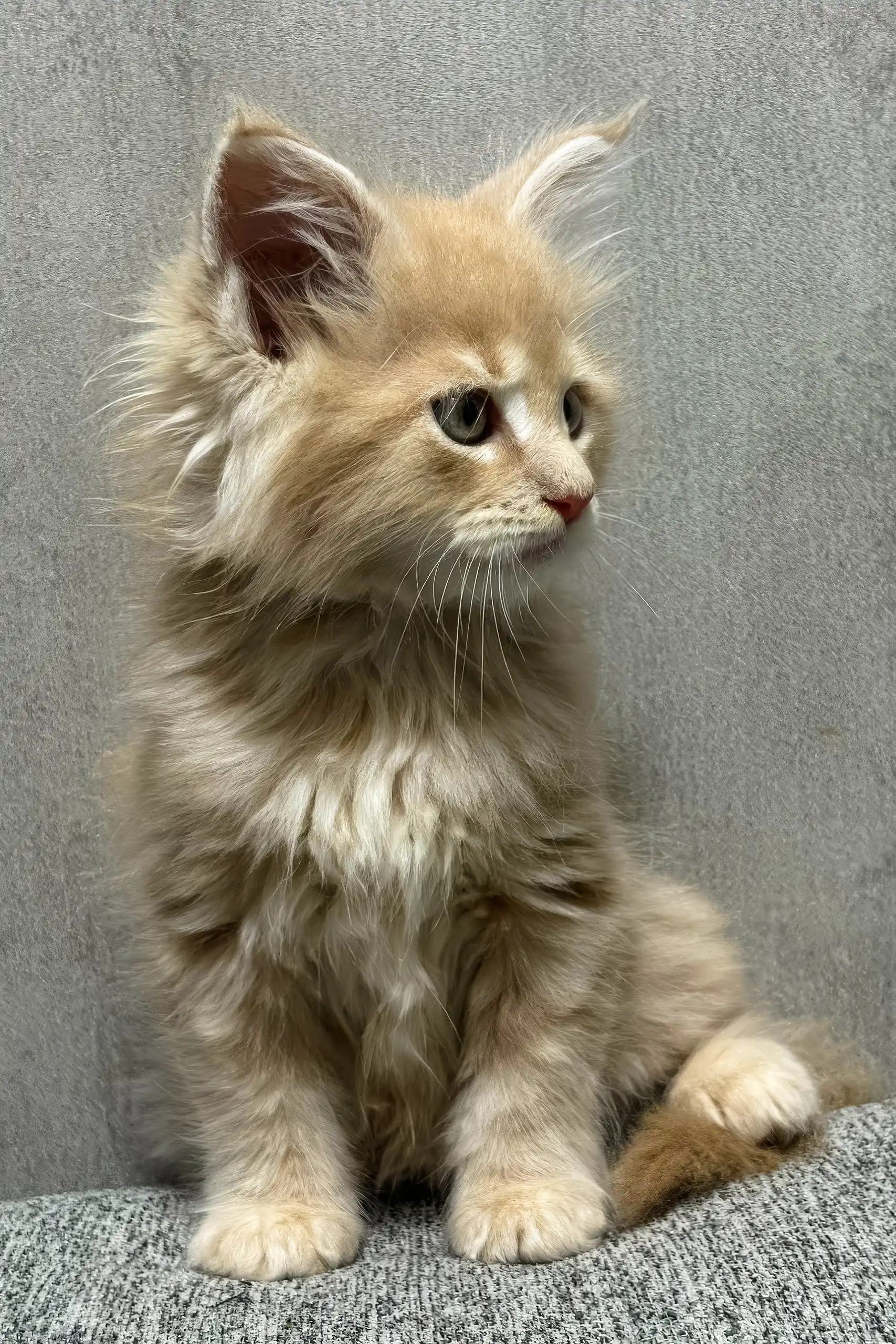 Invar | Maine Coon Kitten - Image 3