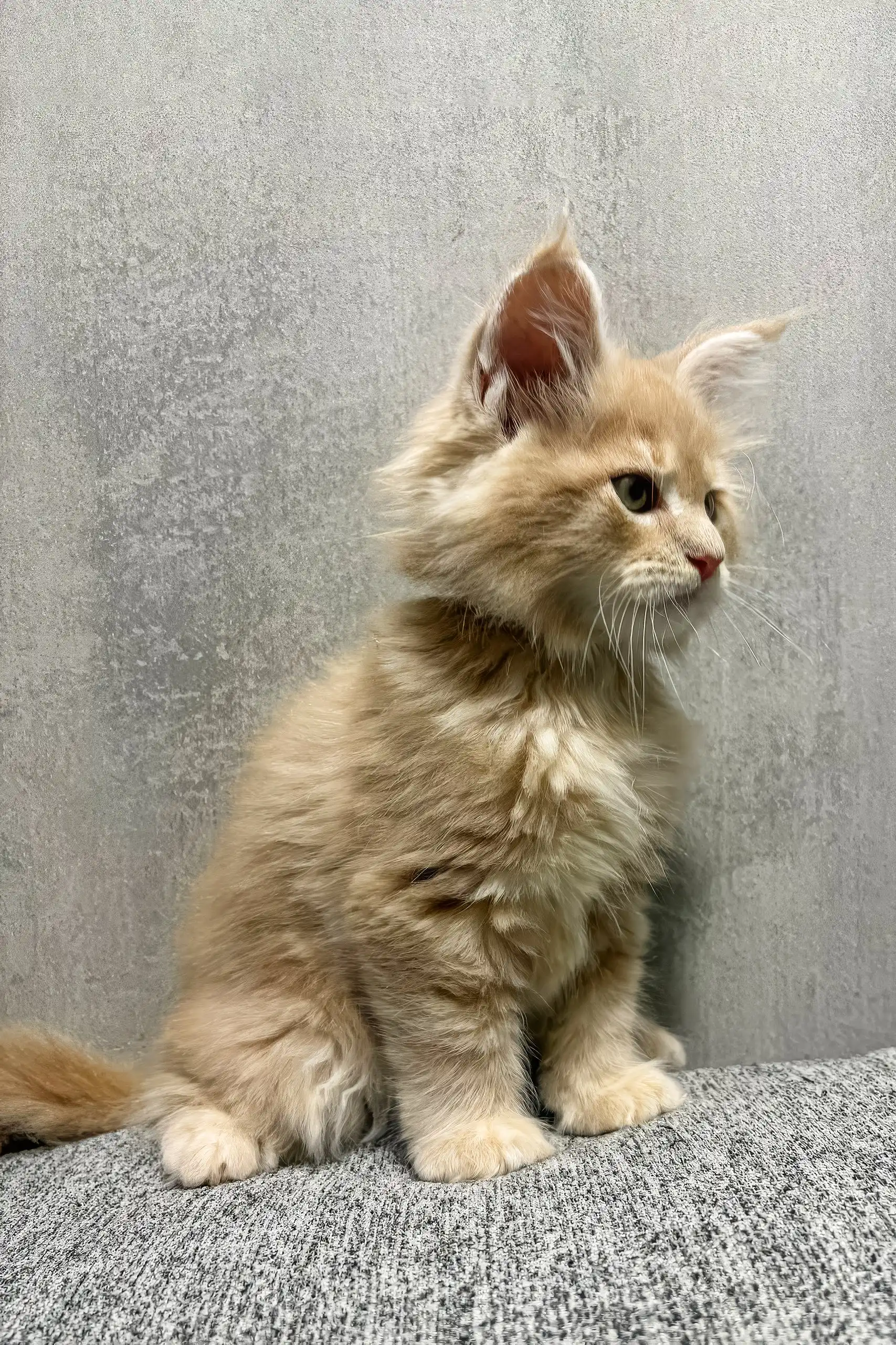 Invar | Maine Coon Kitten - Image 7