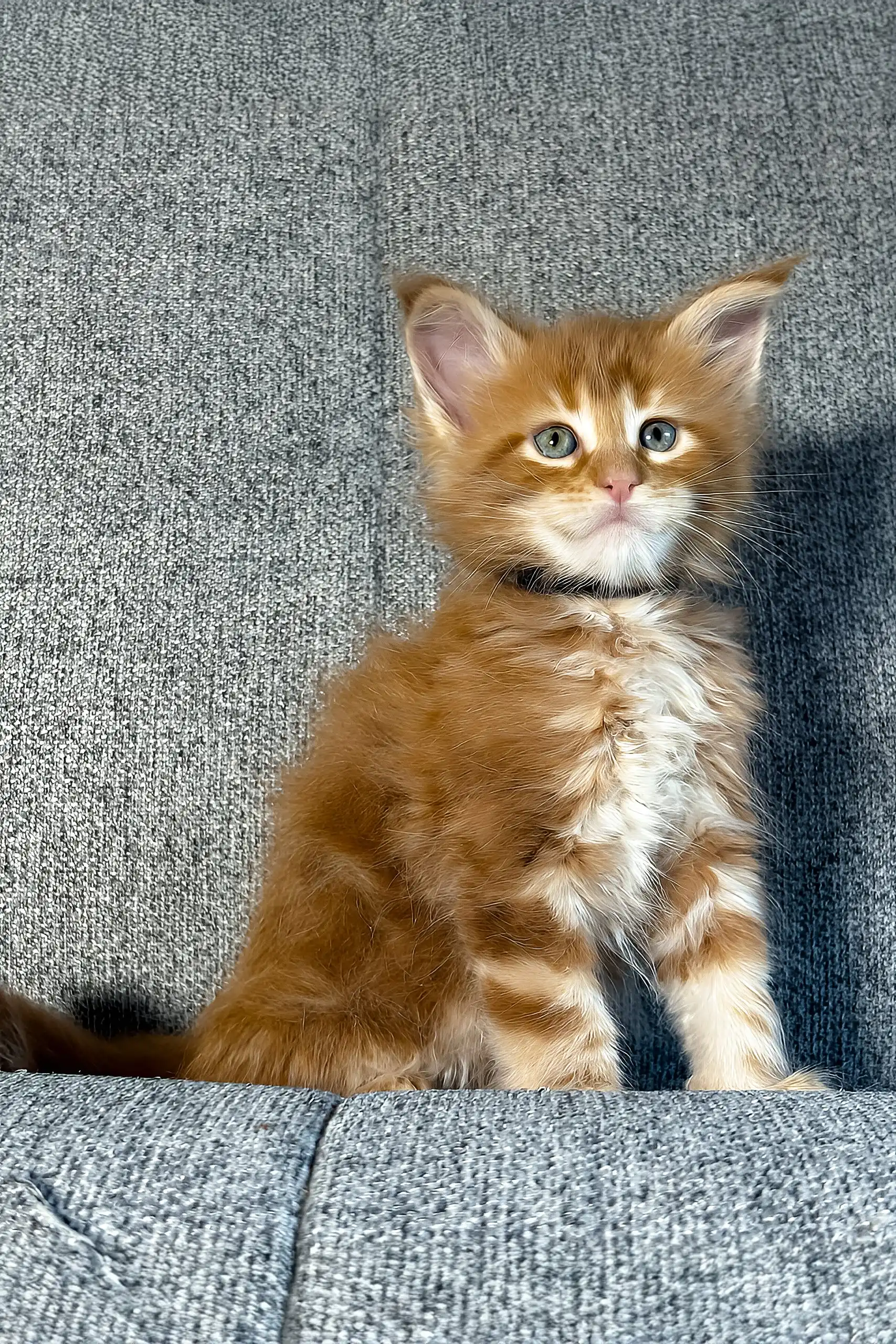 Ithane | Maine Coon Kitten - Image 5