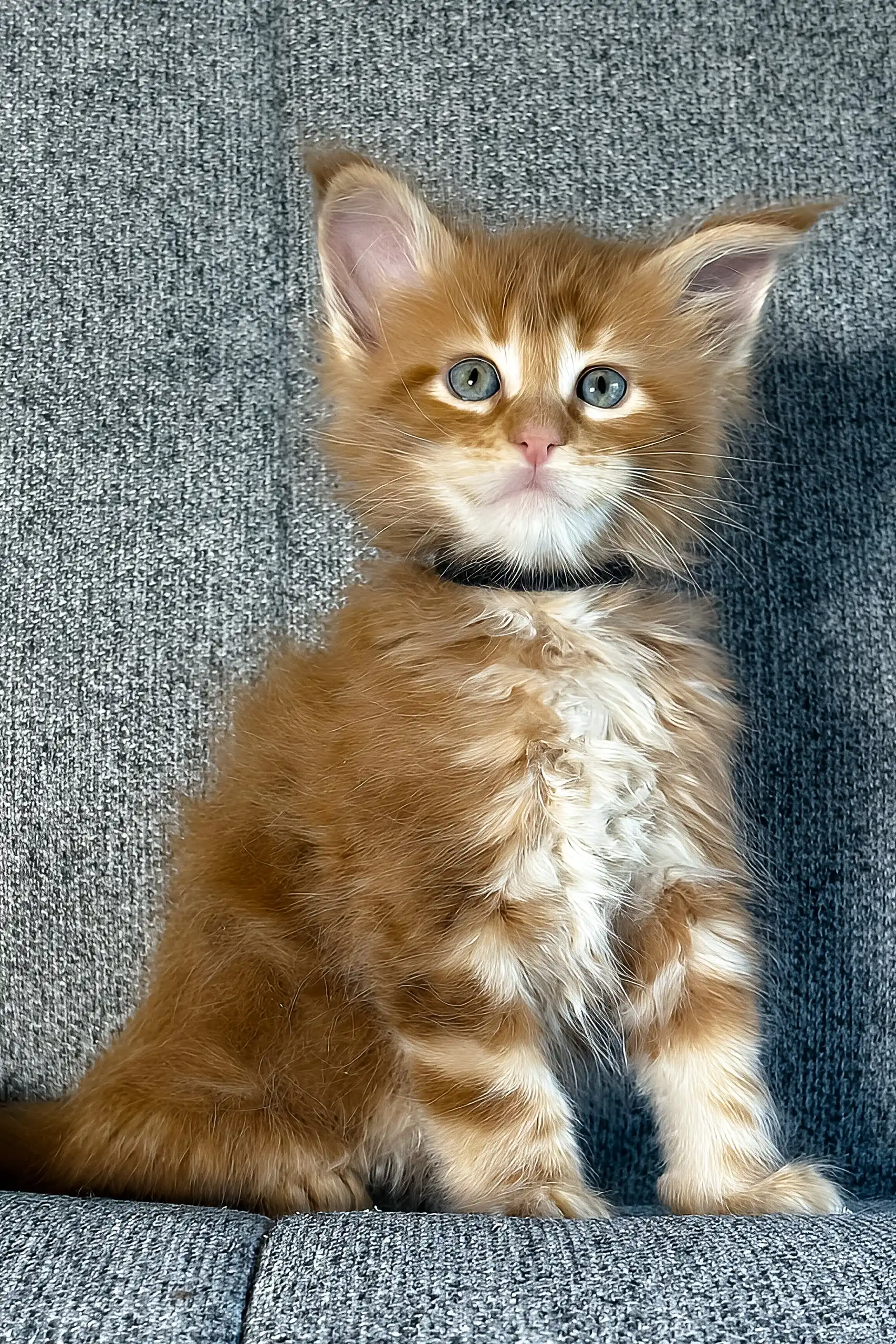Ithane | Maine Coon Kitten - Image 6