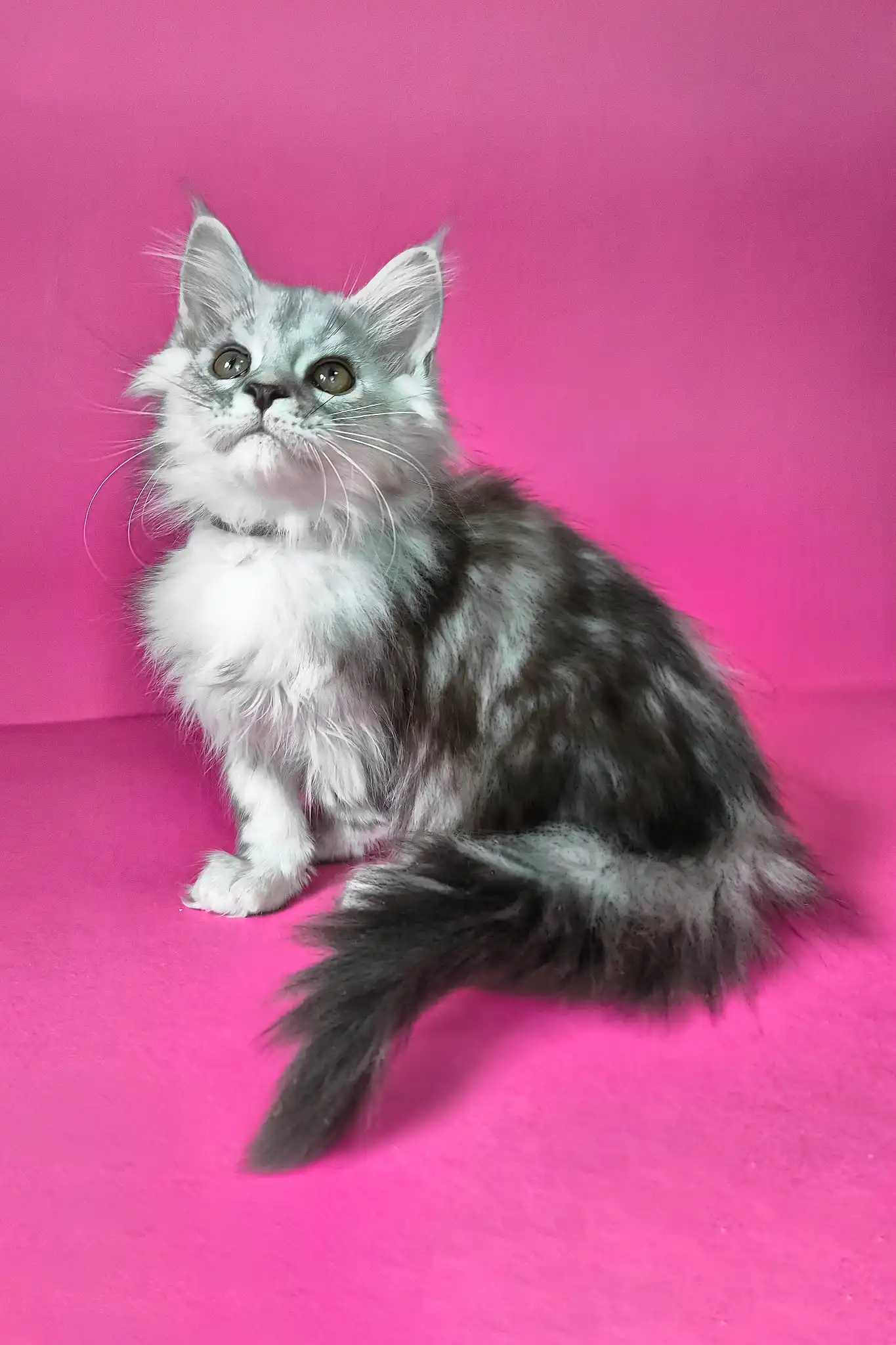 Iton | Maine Coon Kitten - Image 3