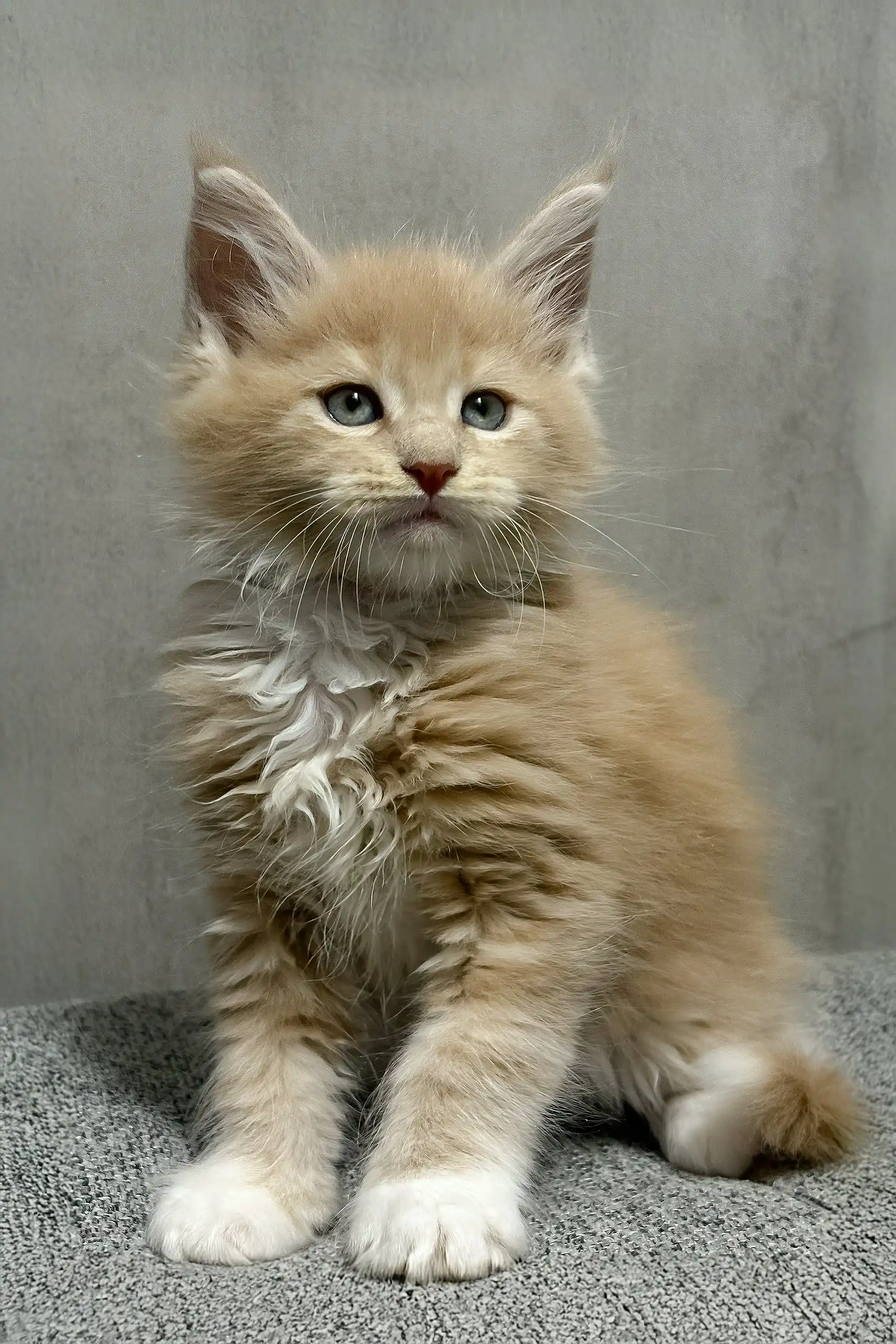 Ivon | Maine Coon Kitten - Image 2