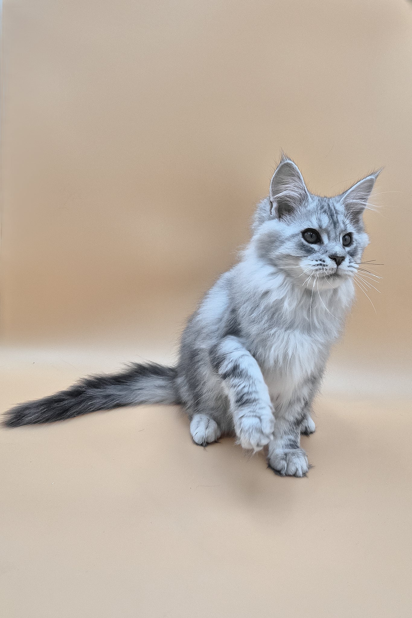 Izekiel | Maine Coon Kitten - Image 6
