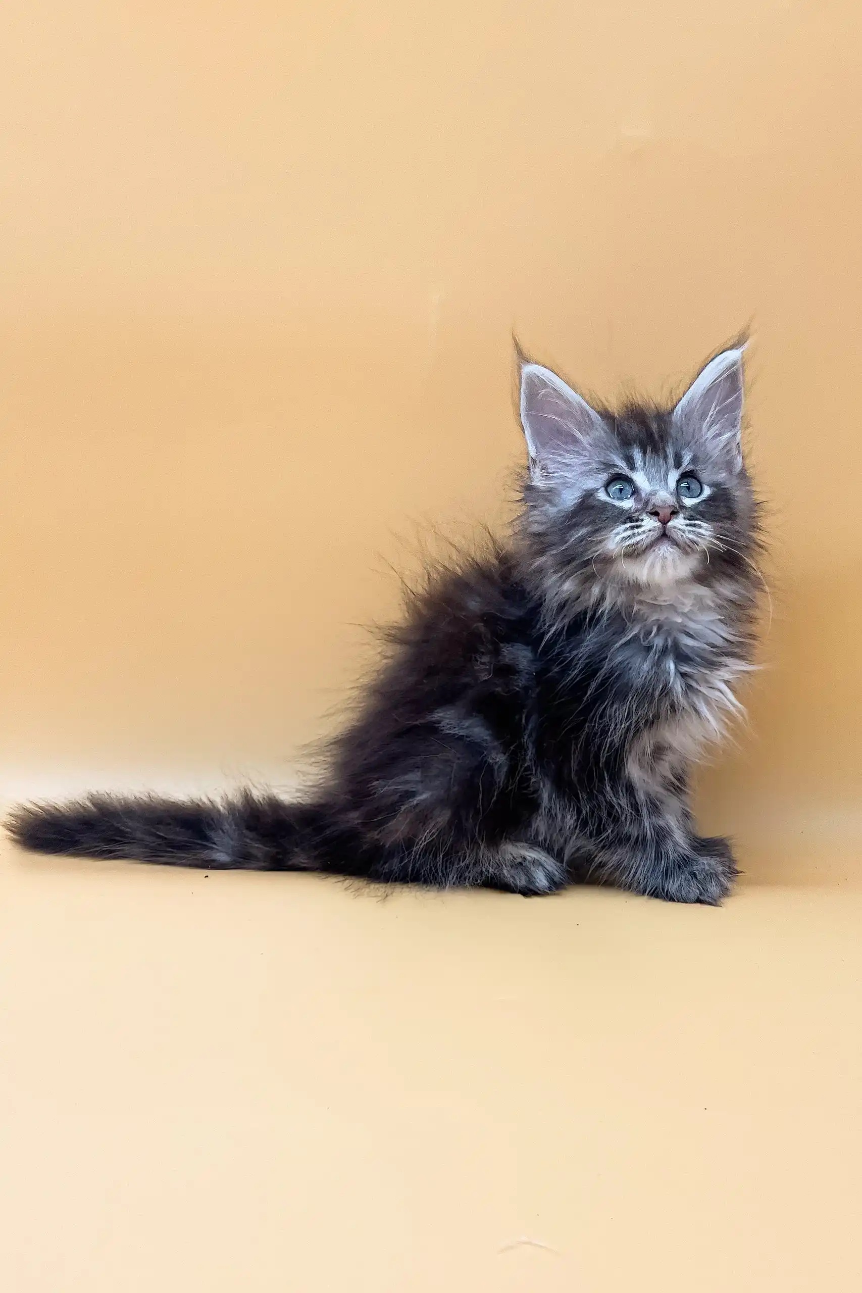 Jacky  | Maine Coon Kitten - Image 4