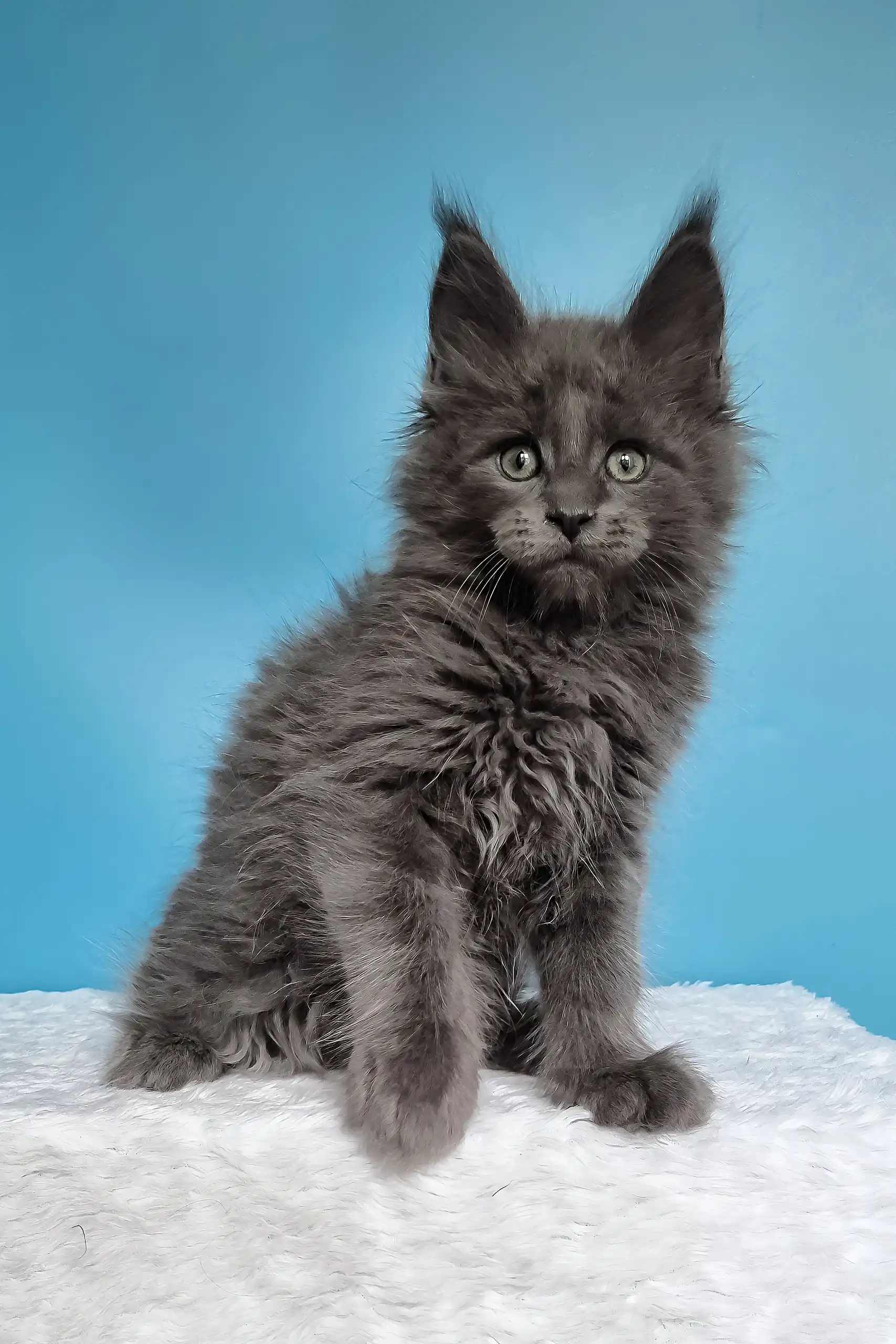 Jaguar | Maine Coon Kitten - Image 6