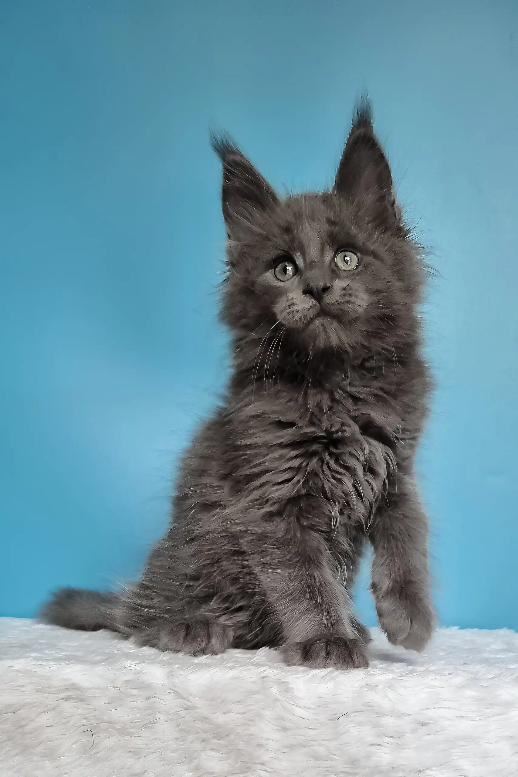 Jaguar | Maine Coon Kitten - Image 8