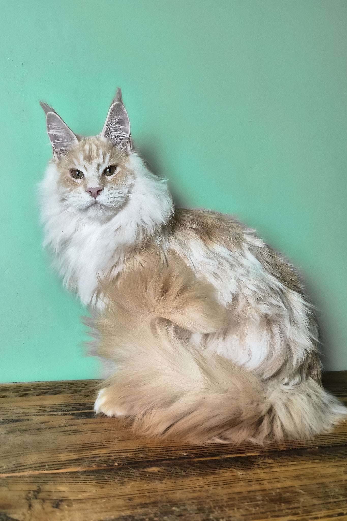 Jaguar | Maine Coon Kitten - Image 2