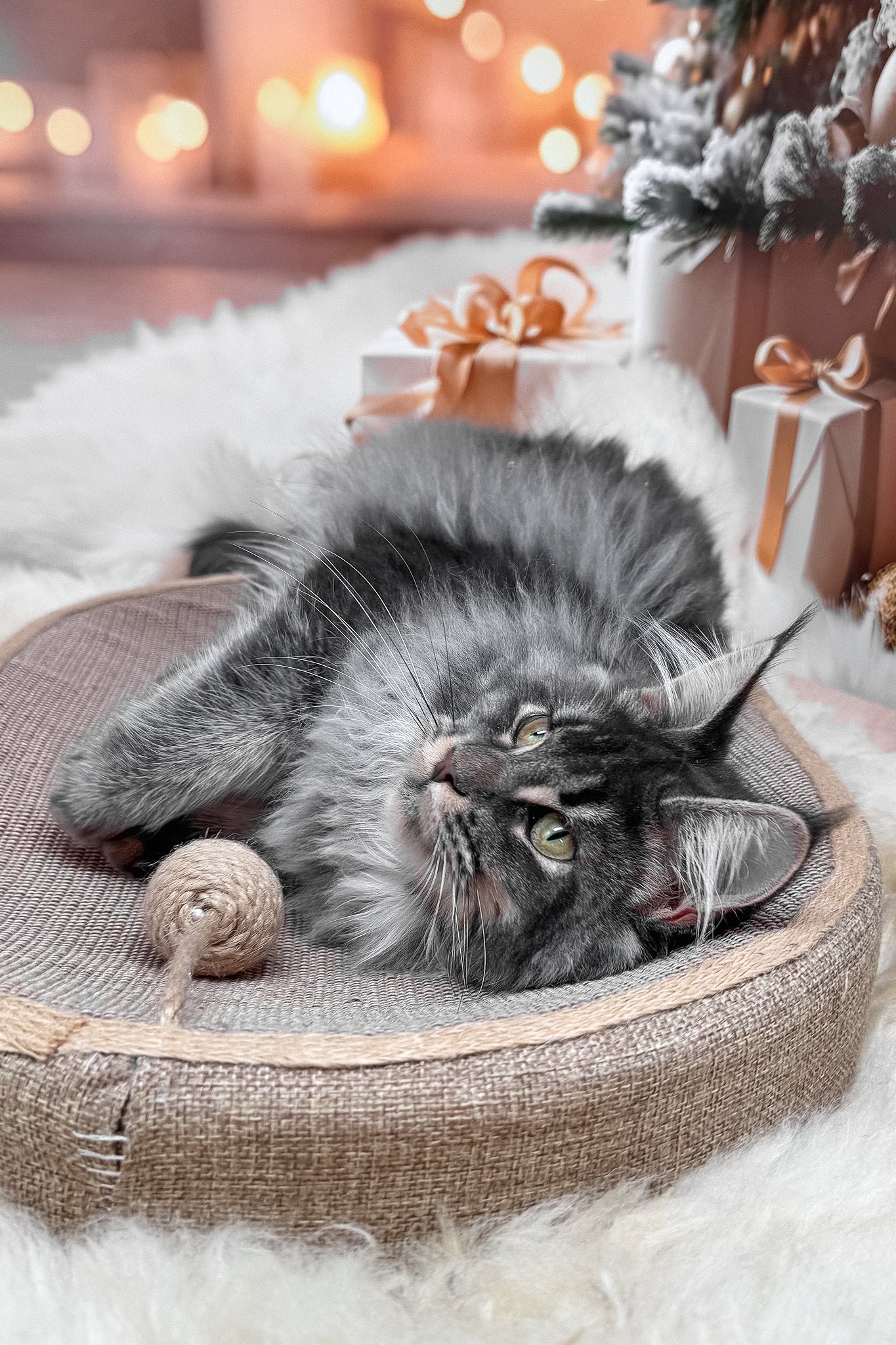 Jakob | Maine Coon Kitten - Image 7