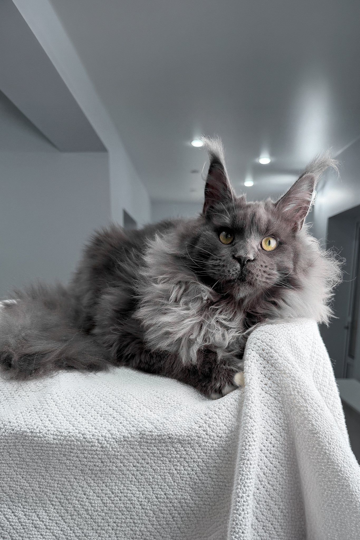Jeff | Maine Coon Kitten - Image 4