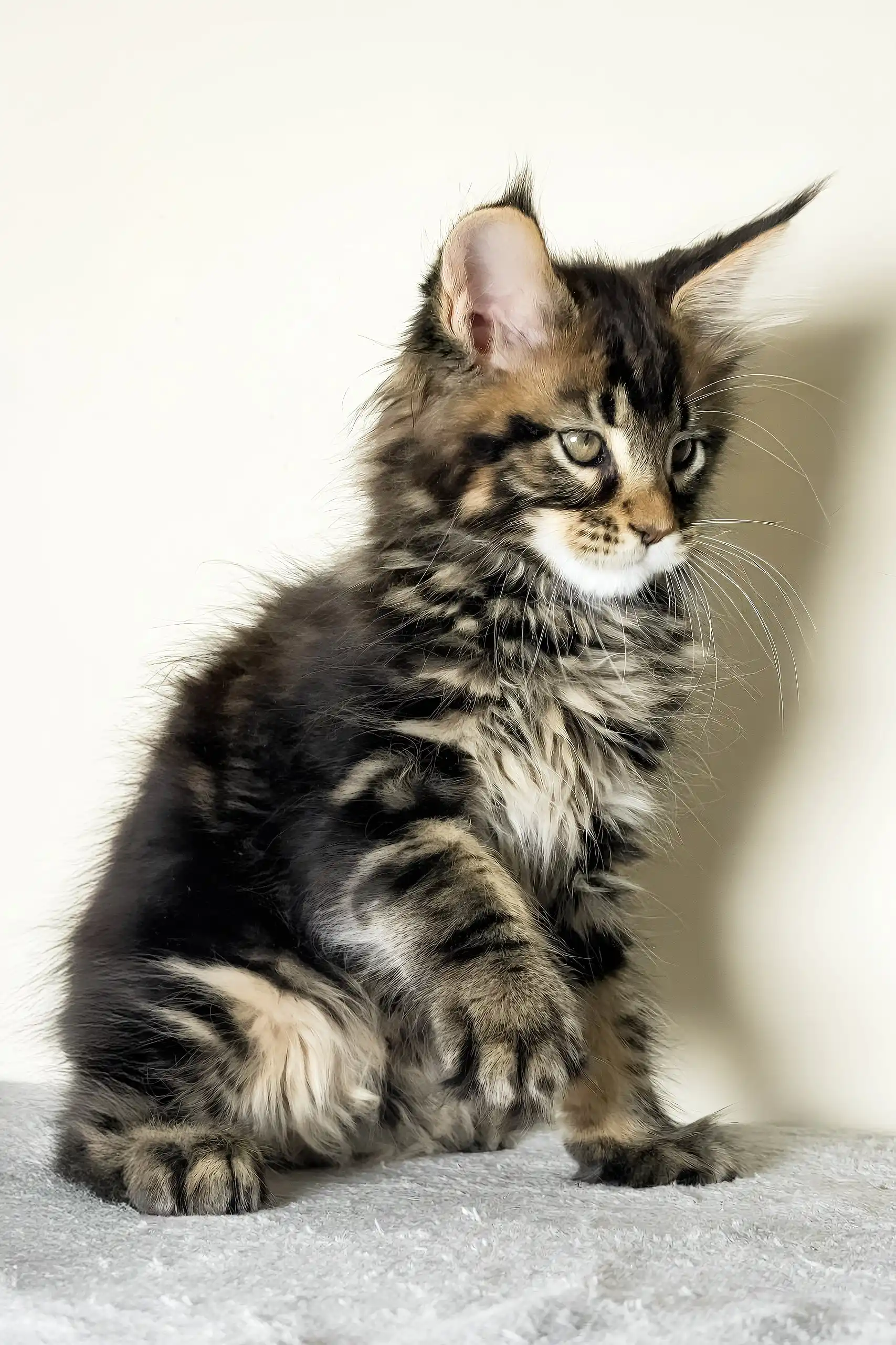 Jett | Maine Coon Kitten - Image 4