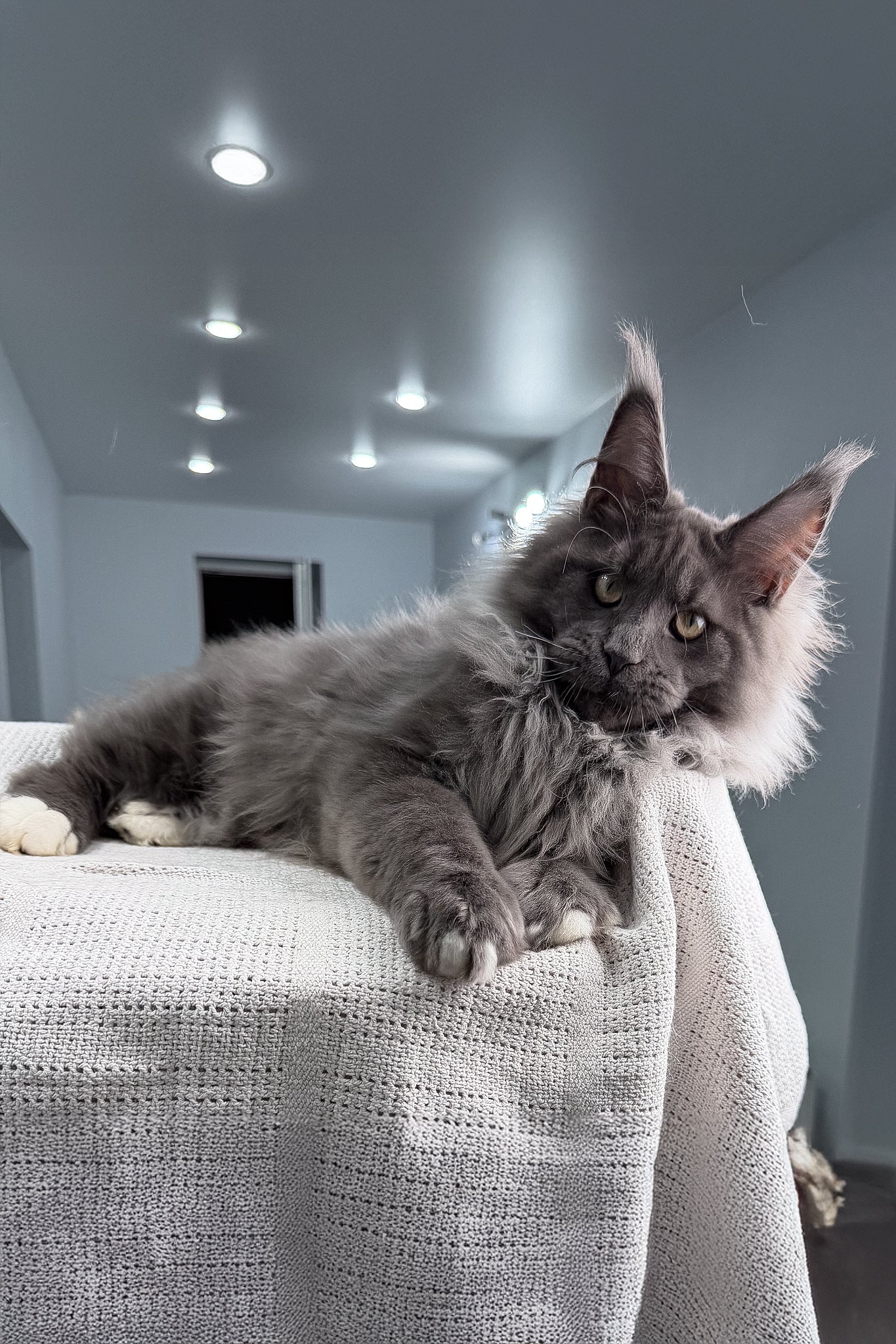 John | Maine Coon Kitten - Image 3