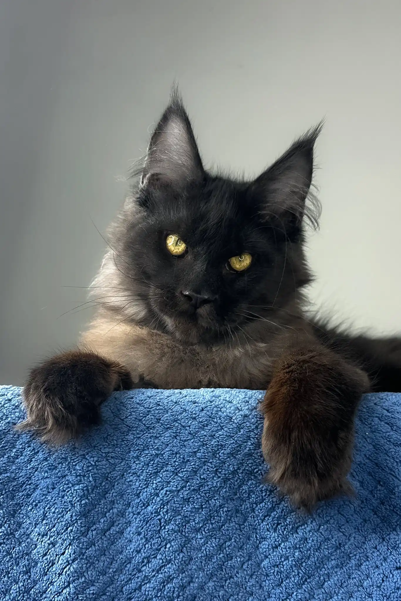 Johnatan | Maine Coon Kitten - Image 2