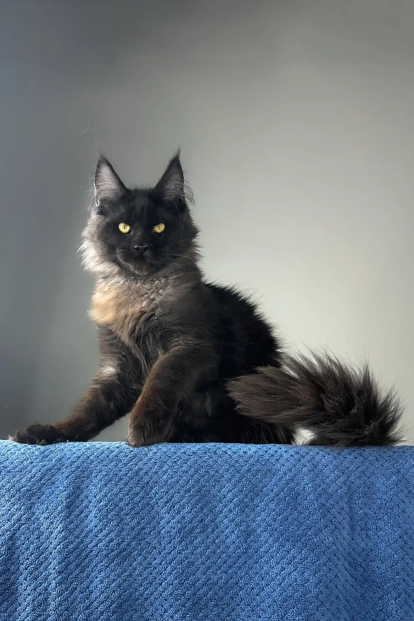 Johnatan | Maine Coon Kitten - Image 3