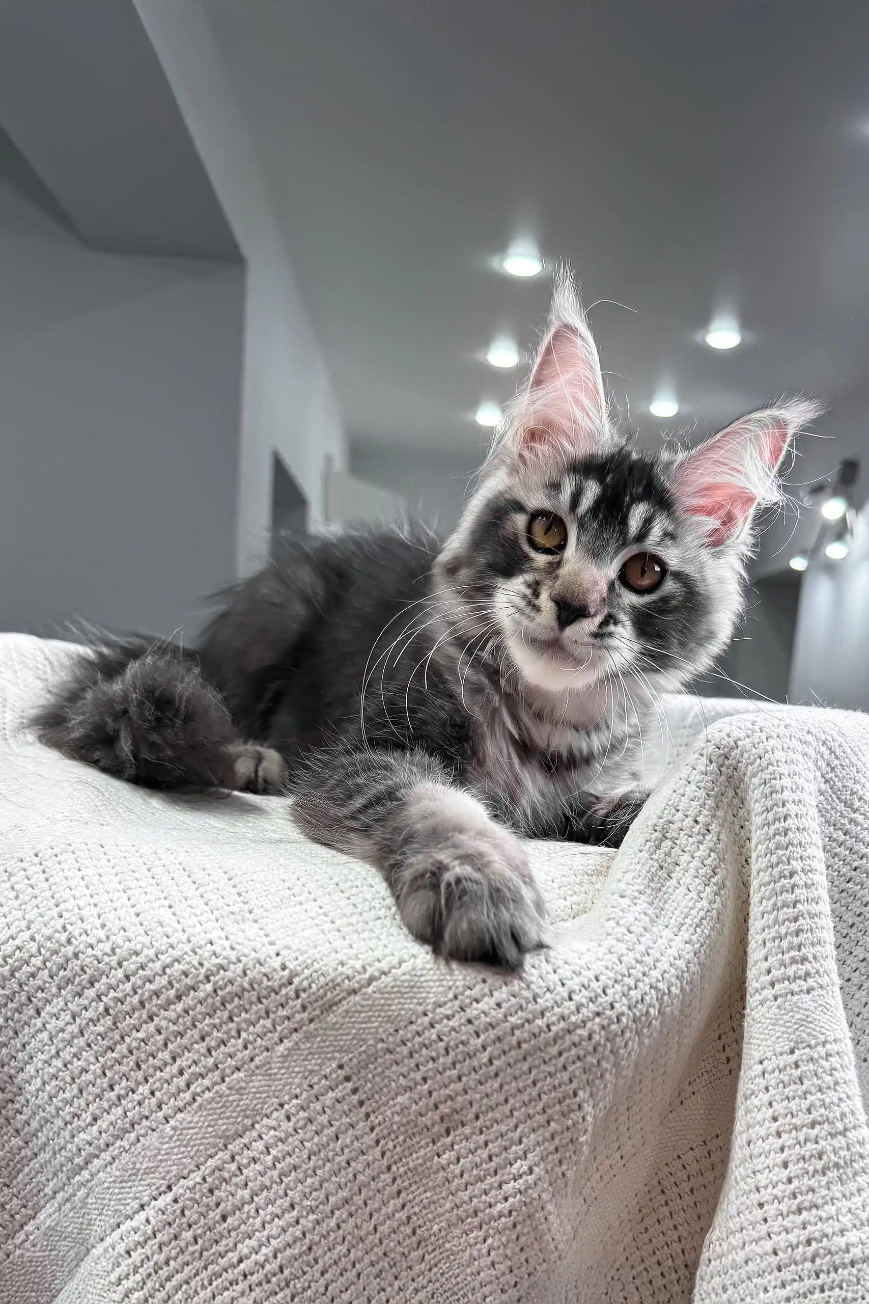 Jonny | Maine Coon Kitten - Image 3