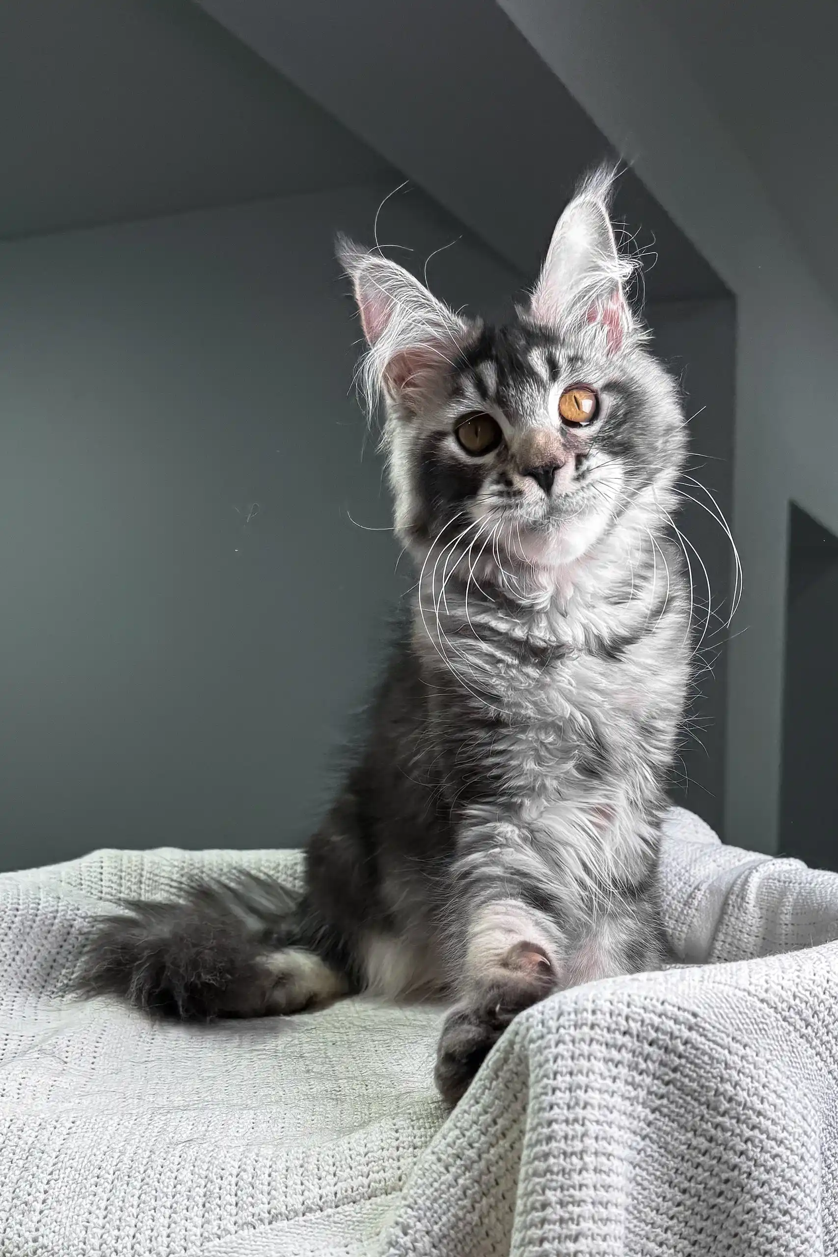 Jonny | Maine Coon Kitten - Image 4