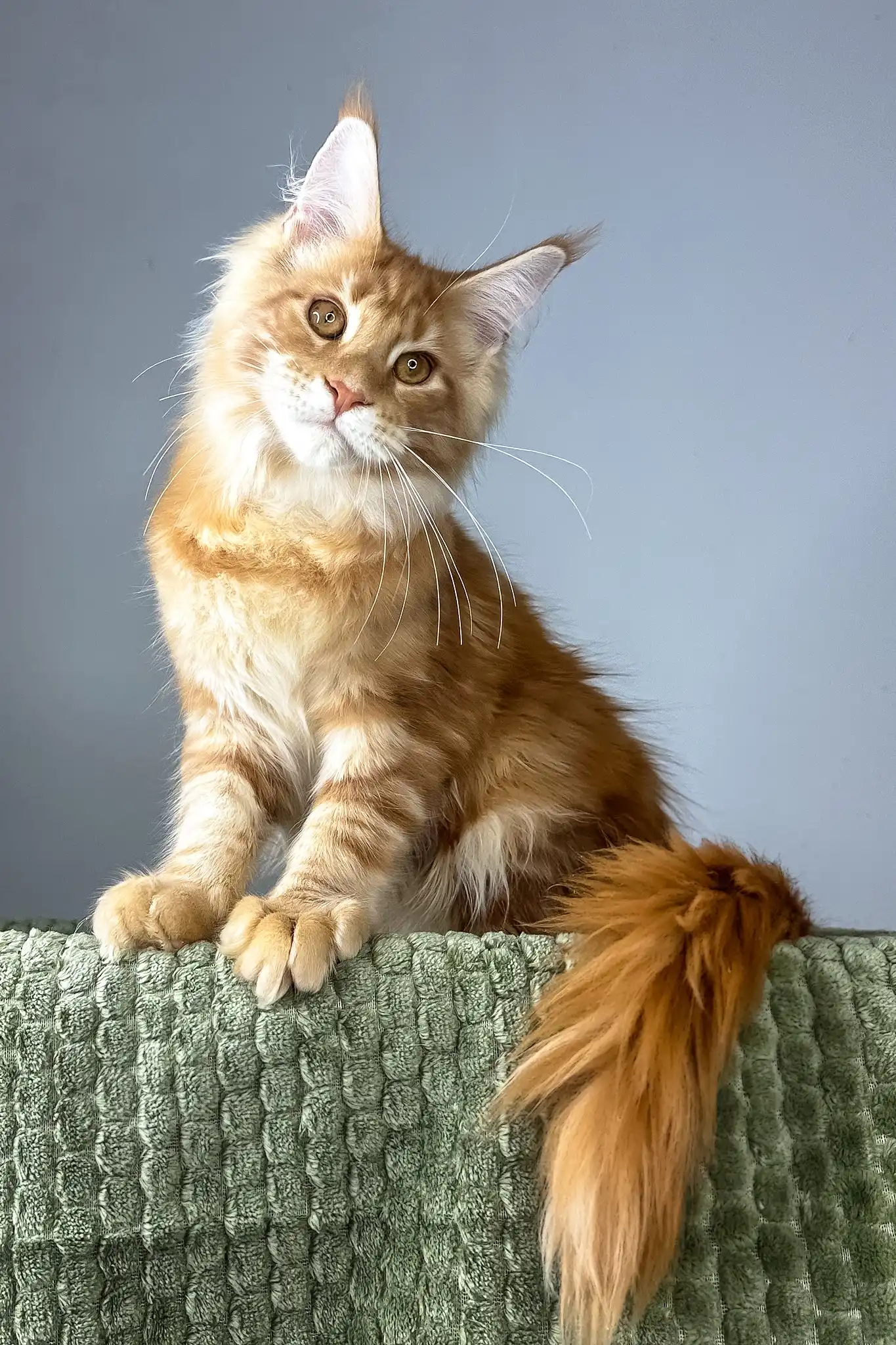 Juventus | Maine Coon Kitten - Image 10