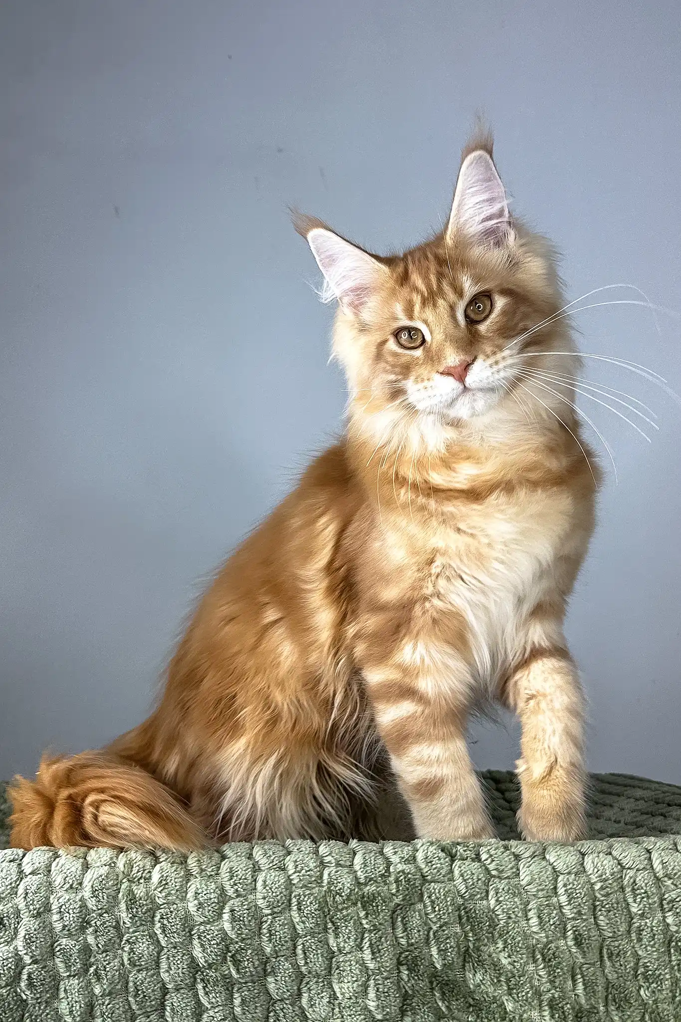 Juventus | Maine Coon Kitten - Image 6