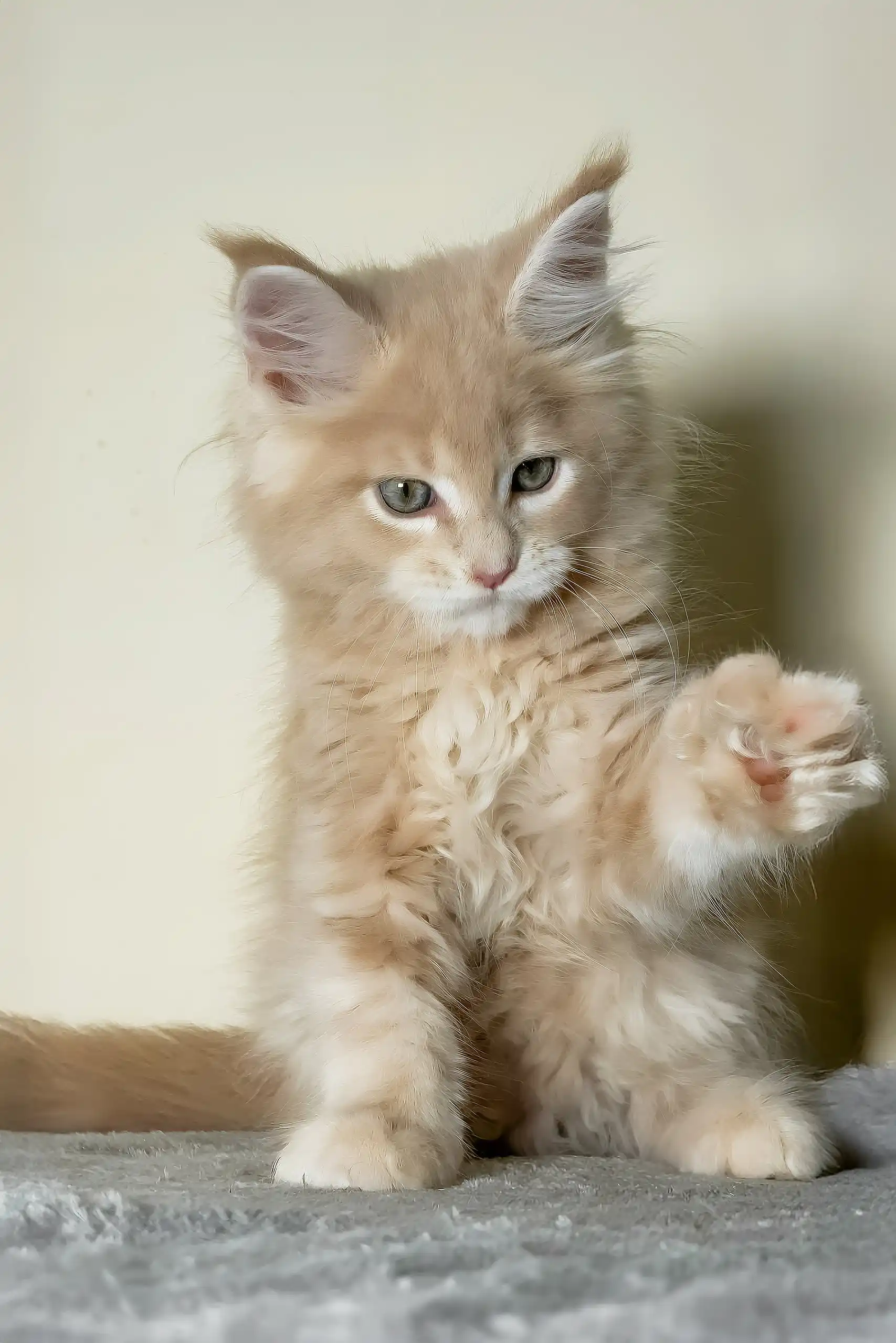 Kaiser | Maine Coon Kitten - Image 5