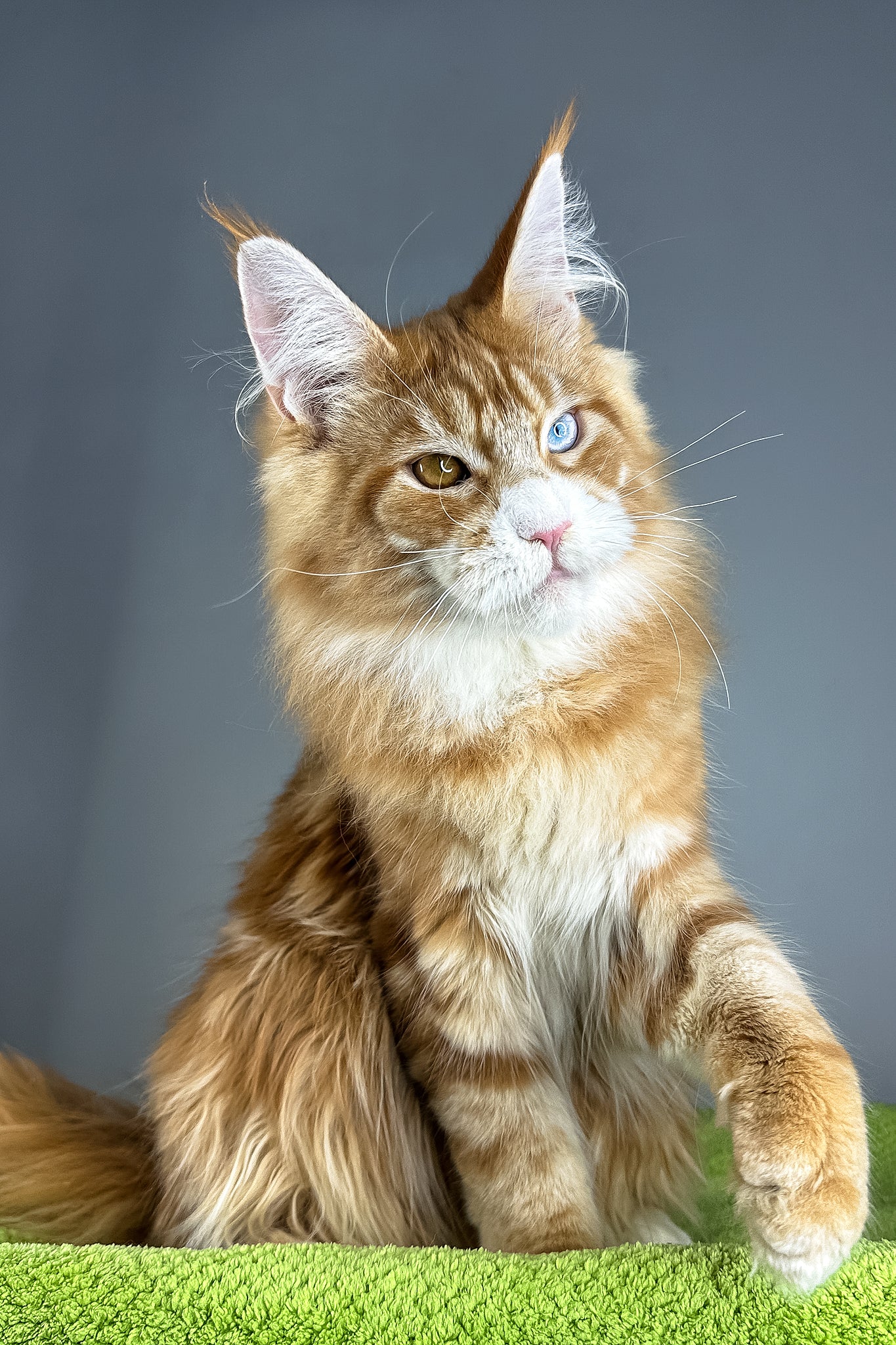 Kamal | Maine Coon Kitten - Image 2