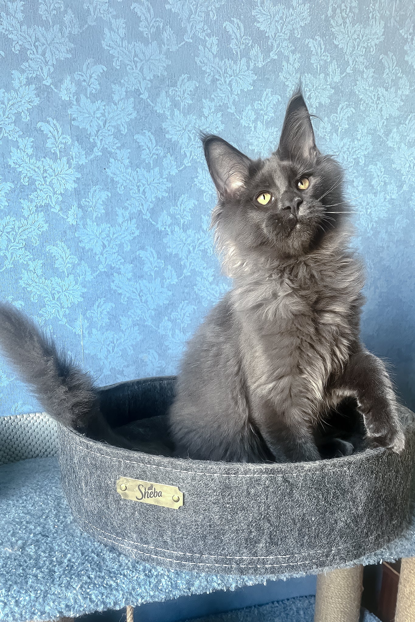 Karat | Maine Coon Kitten - Image 5