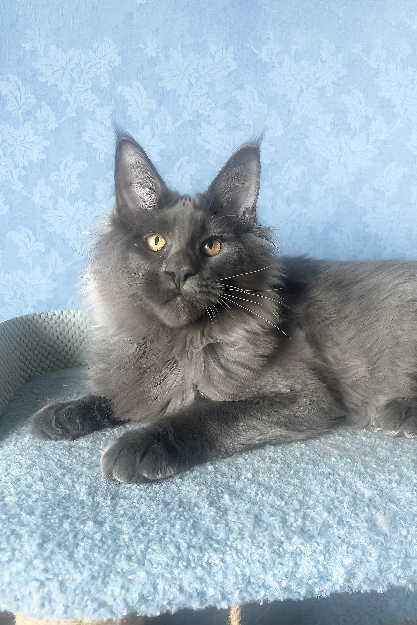 Karat | Maine Coon Kitten - Image 6