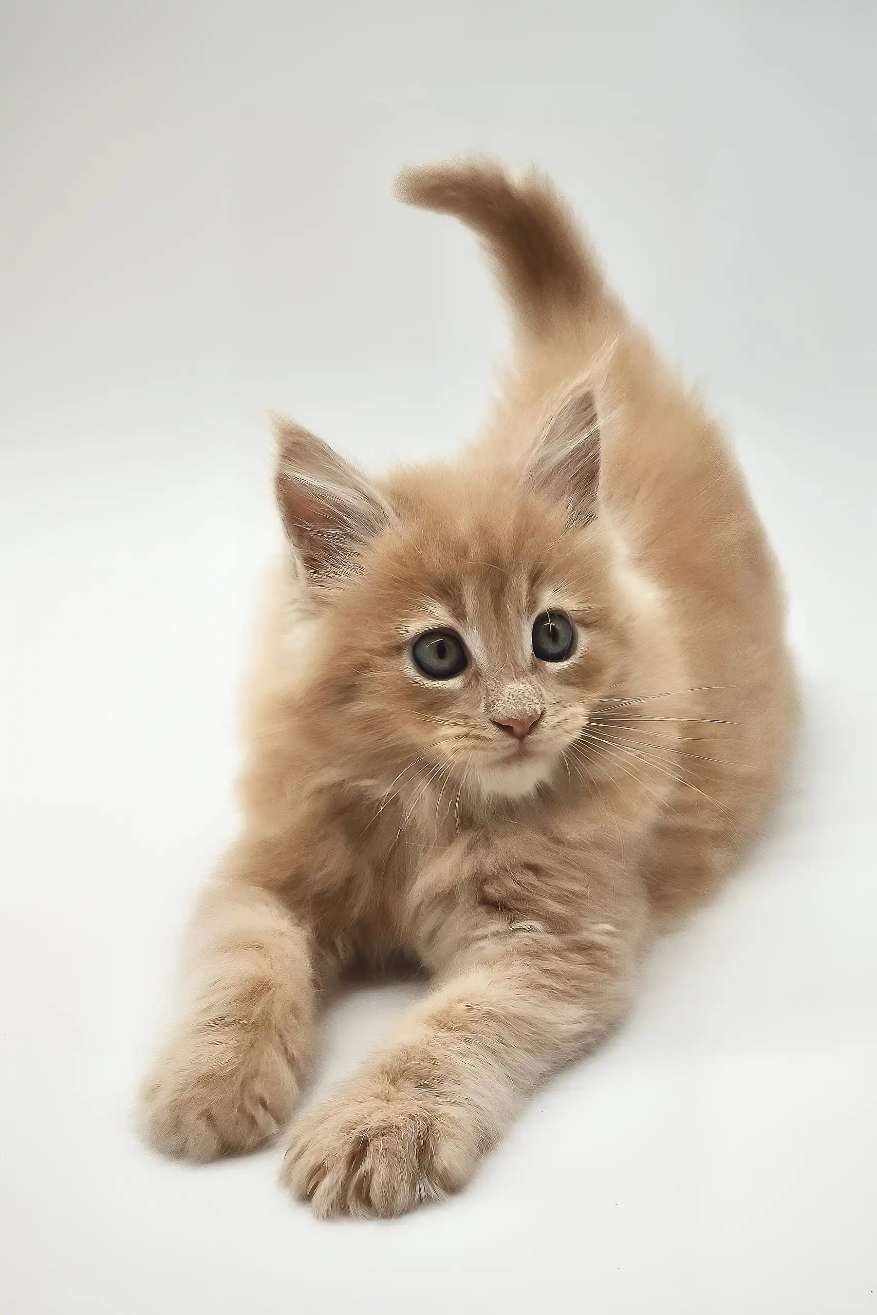 Kasp | Maine Coon Kitten - Image 2