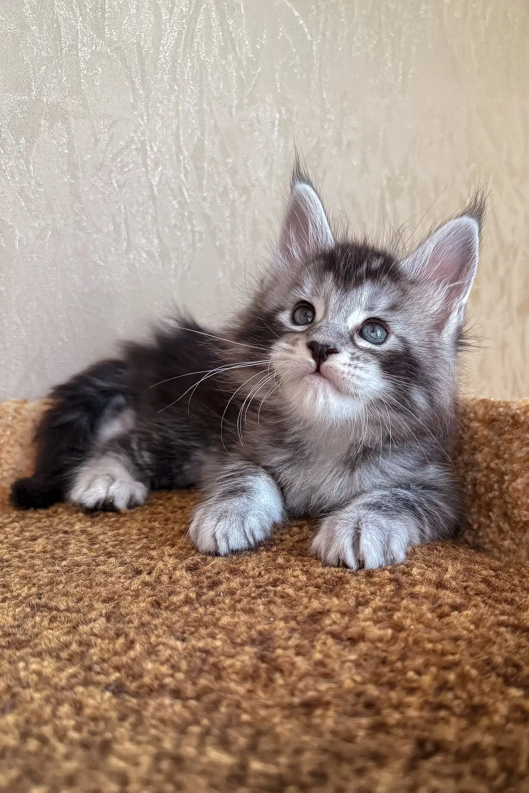 Kasper | Maine Coon Kitten - Image 5