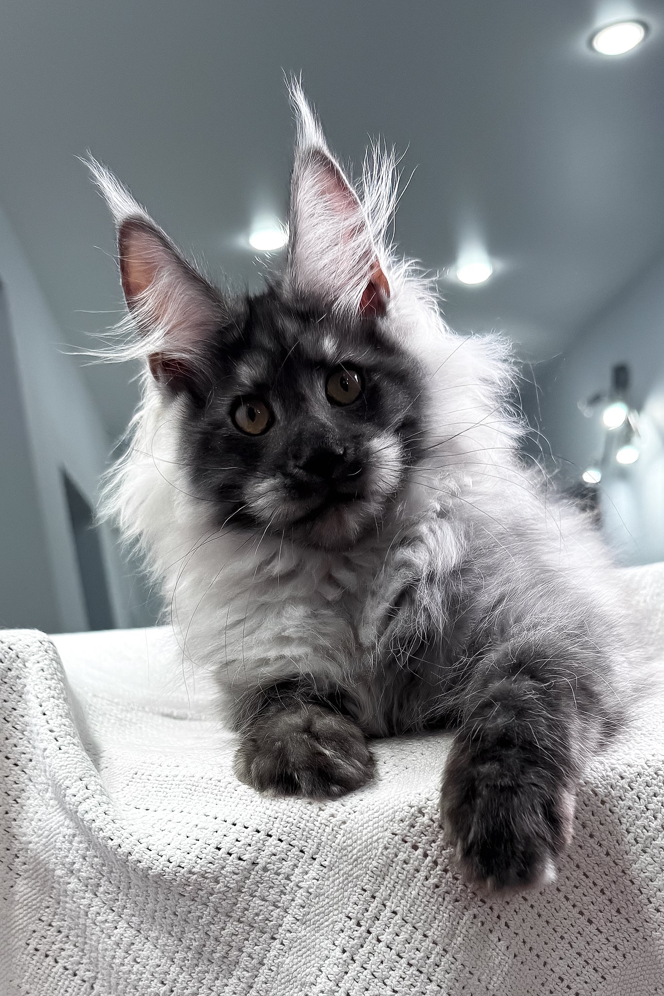 Keks | Maine Coon Kitten - Image 10